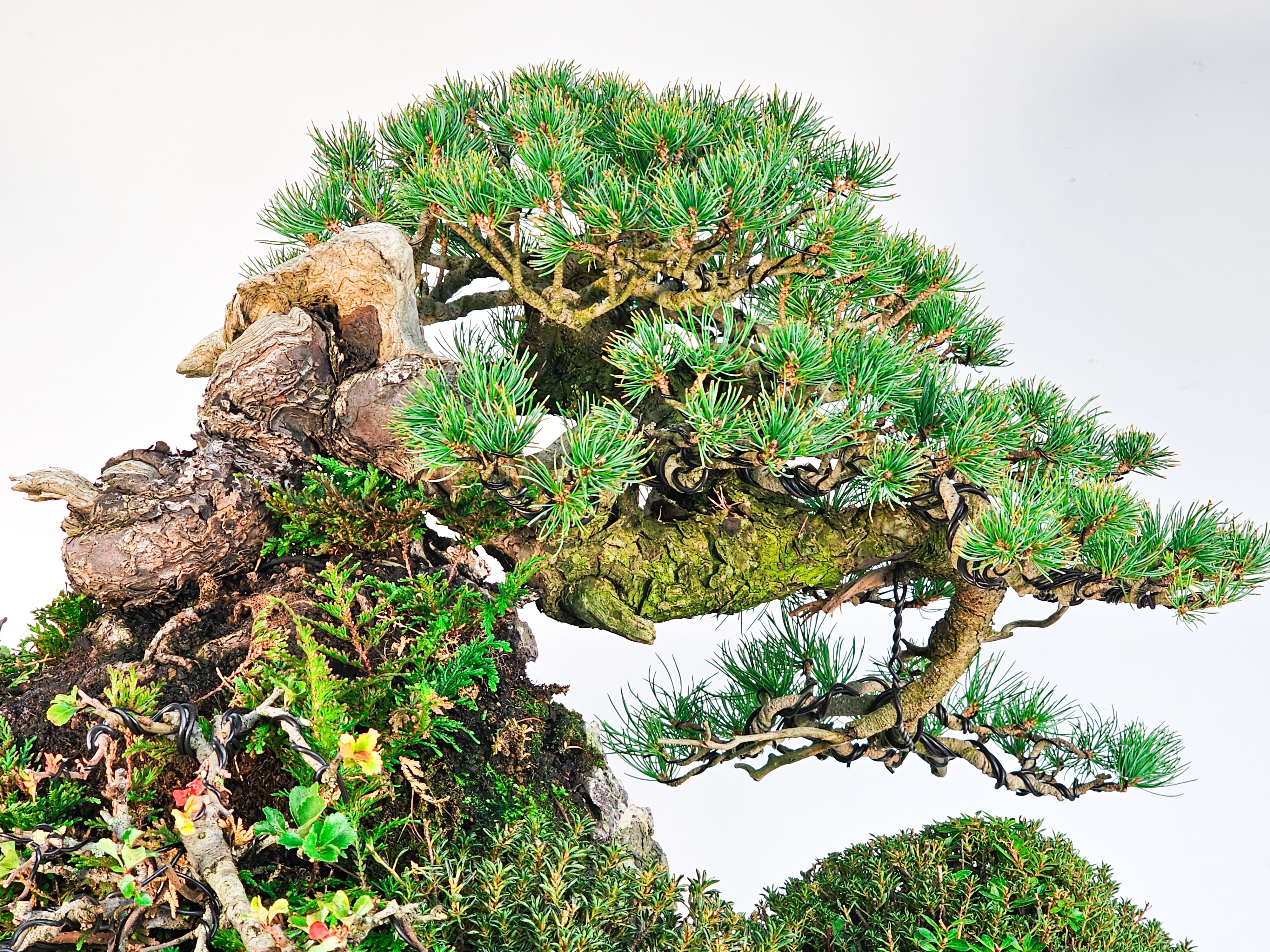 Bonsai Felsenpflanzung Pinus parviflora Mädchenkiefer Ishizuki Chojubai 49cm Video!