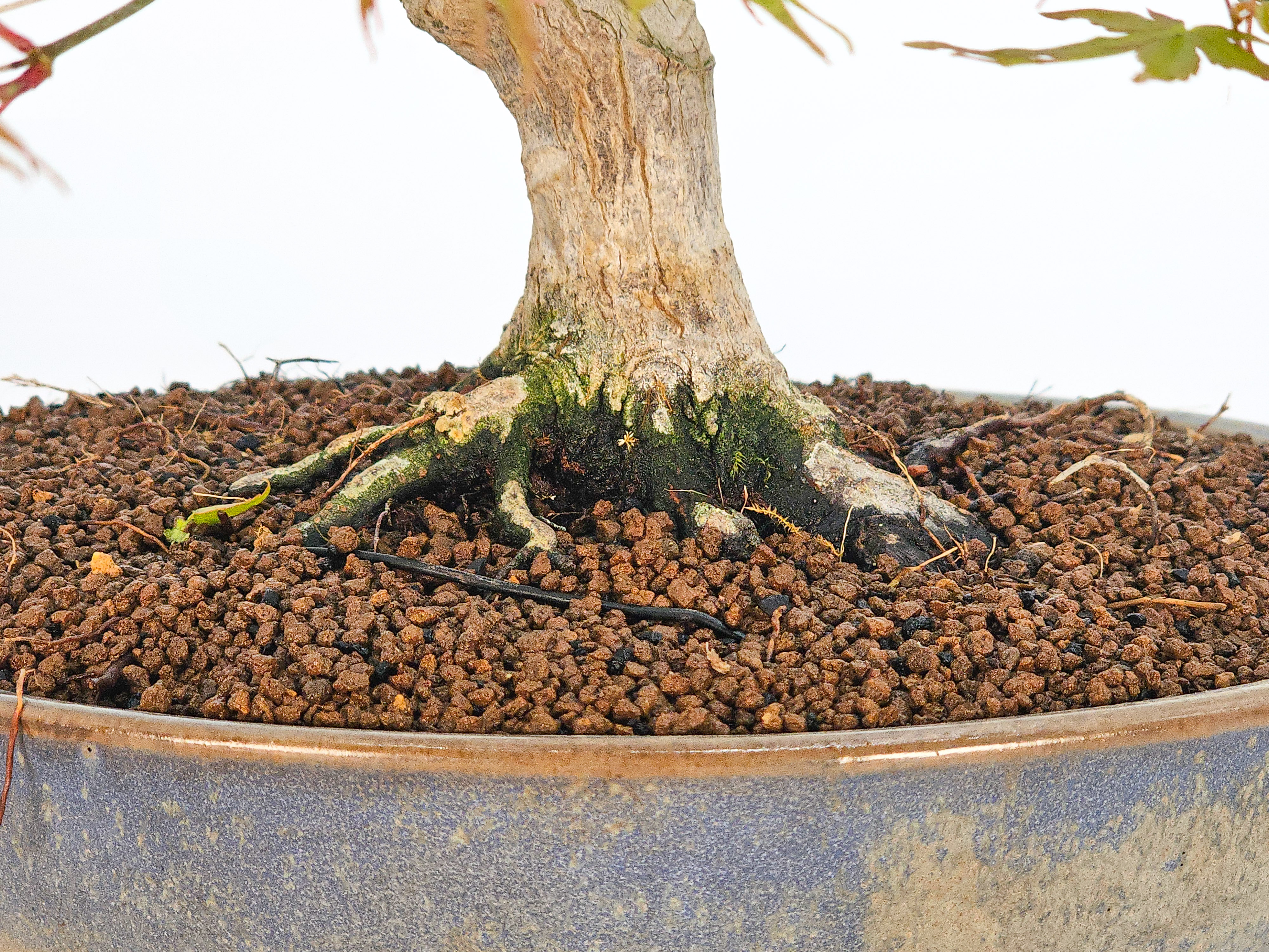Bonsai Fächerahorn - Acer palmatum 27cm