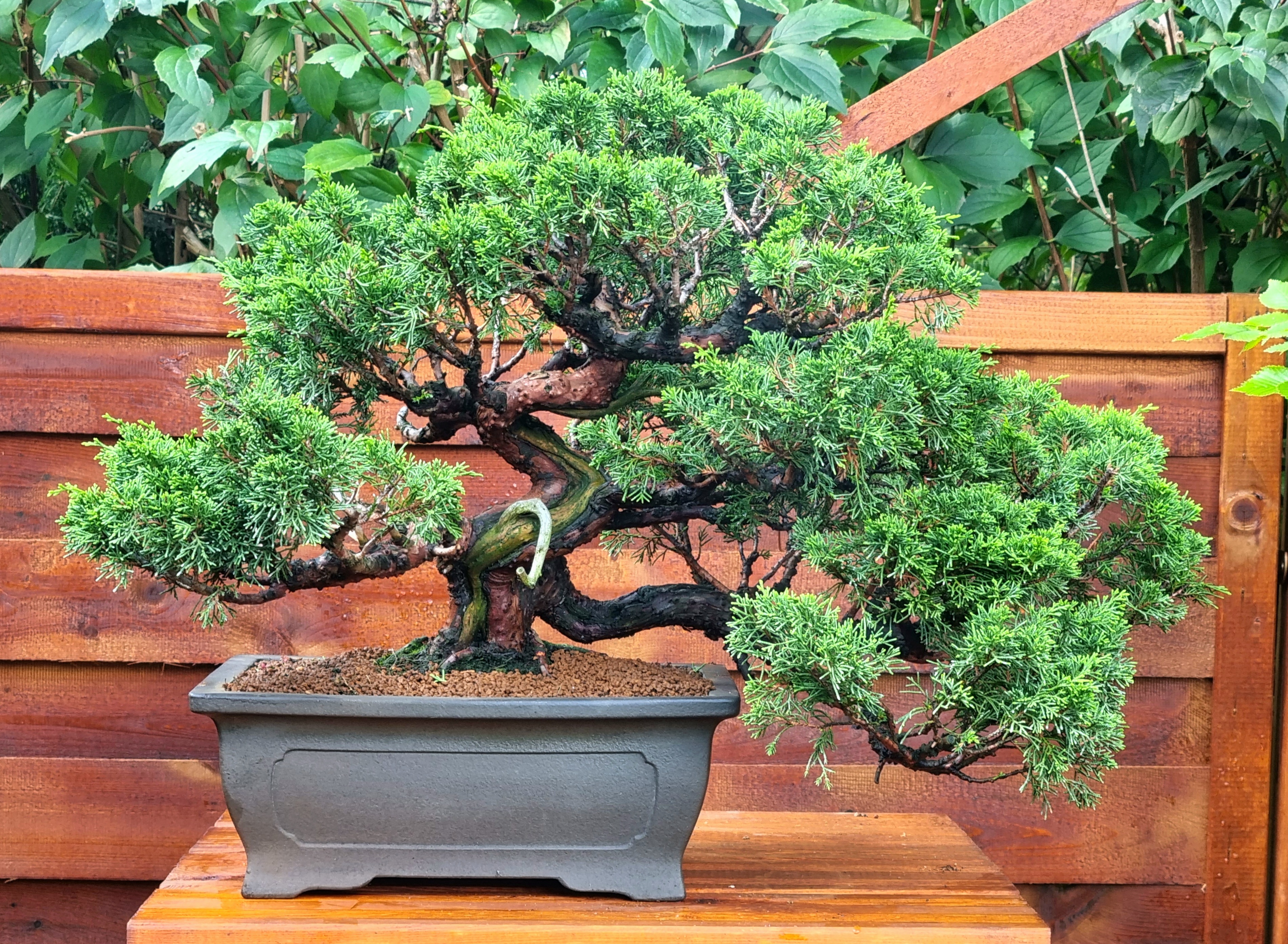 Bonsai Wacholder Juniperus Itoigawa 35cm