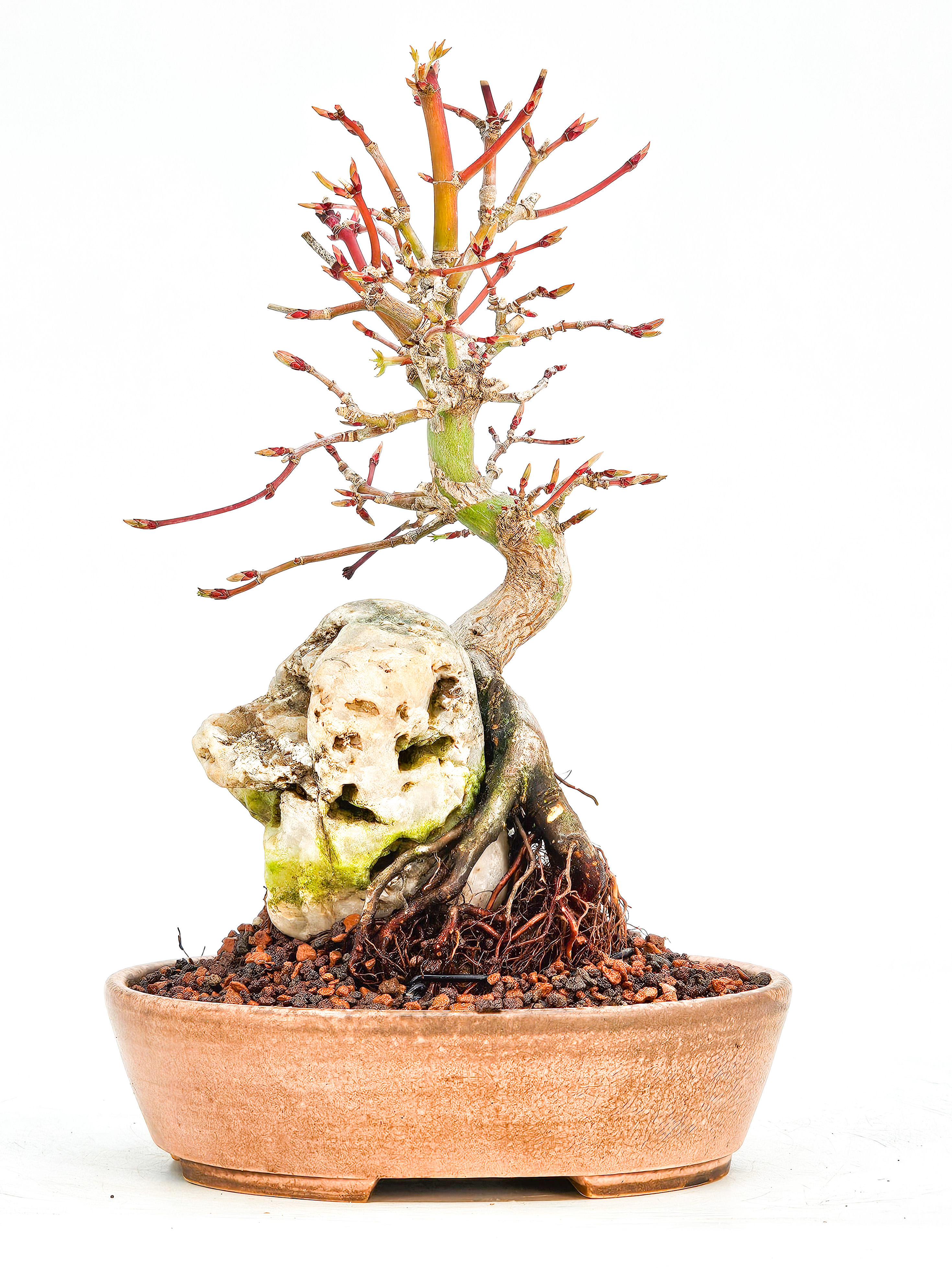Bonsai Fächerahorn Acer Palmatum Shohin 17cm  