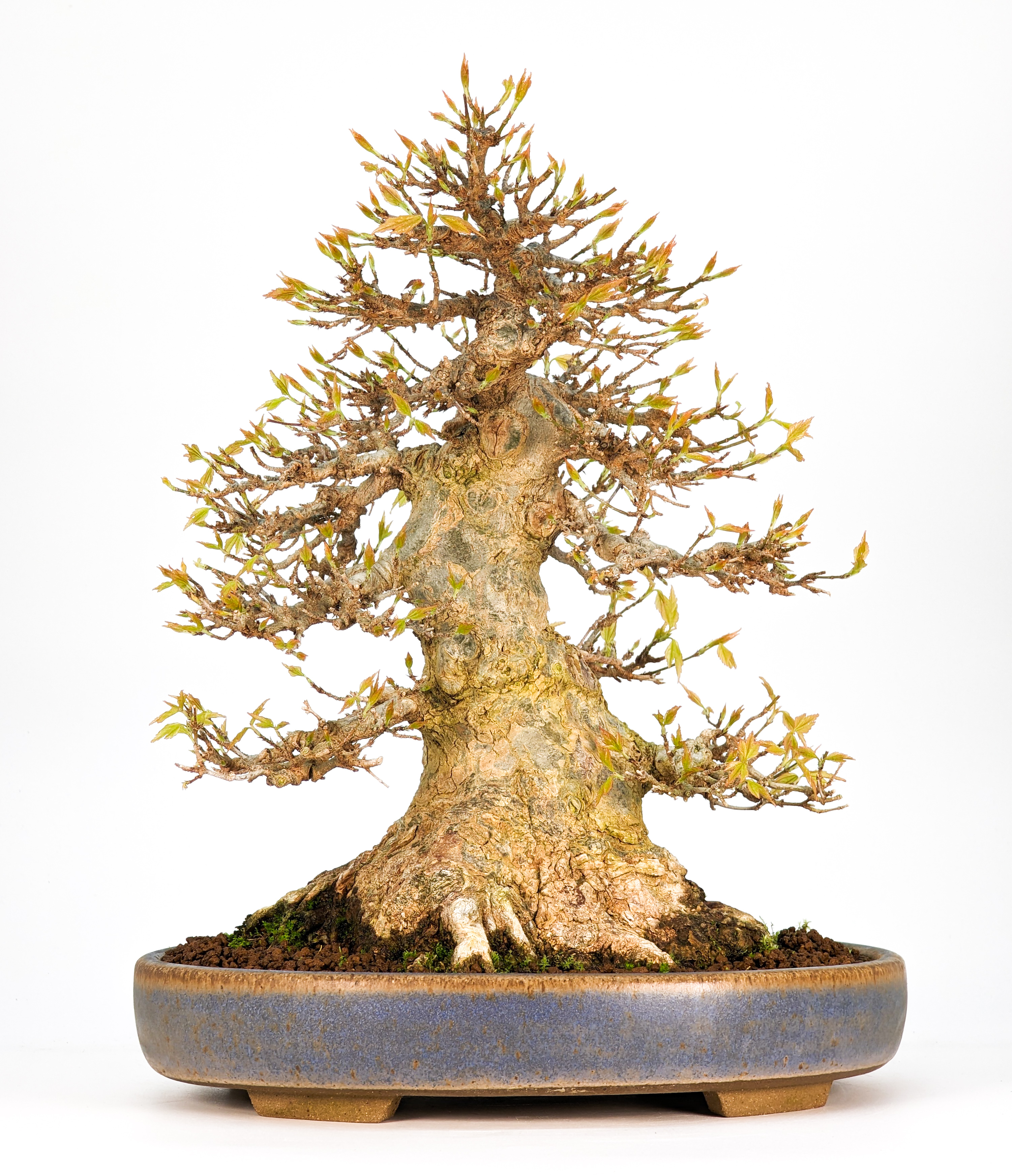 Bonsai Premium Dreispitzahorn - Acer buergerianum 25cm