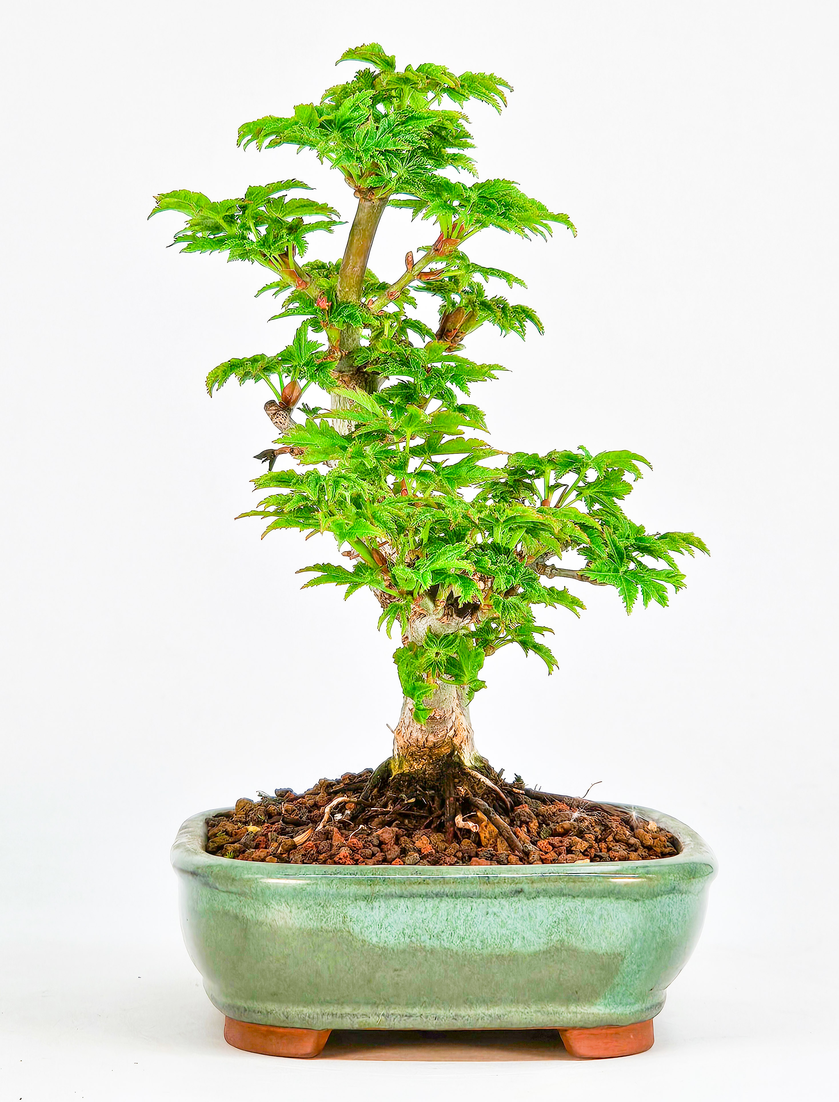 Bonsai Löwenkopfahorn- Acer palmatum Shishigashira Shohin 13cm 