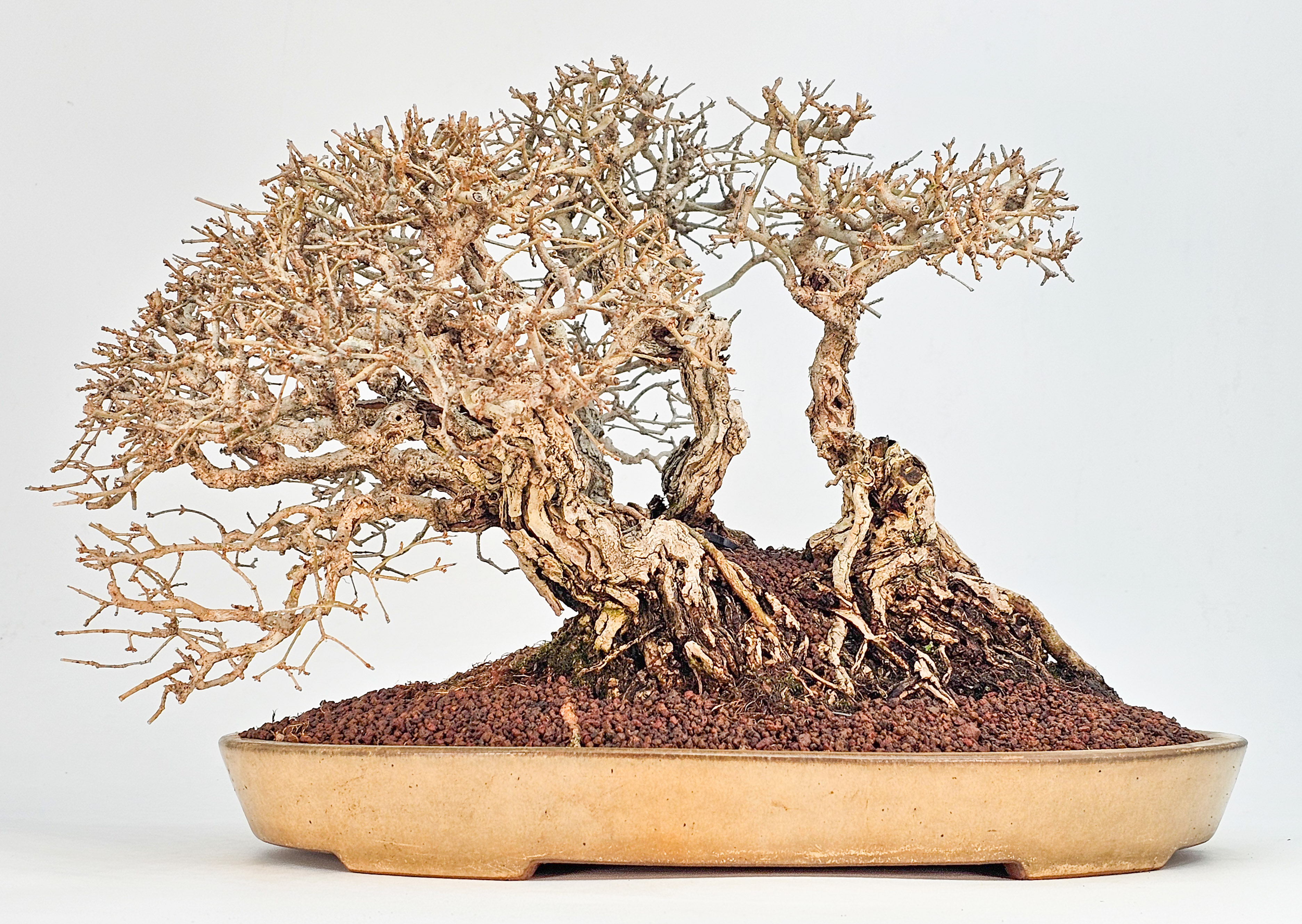 Bonsai Japanischer Liguster - Ligustrum japonicum 25cm