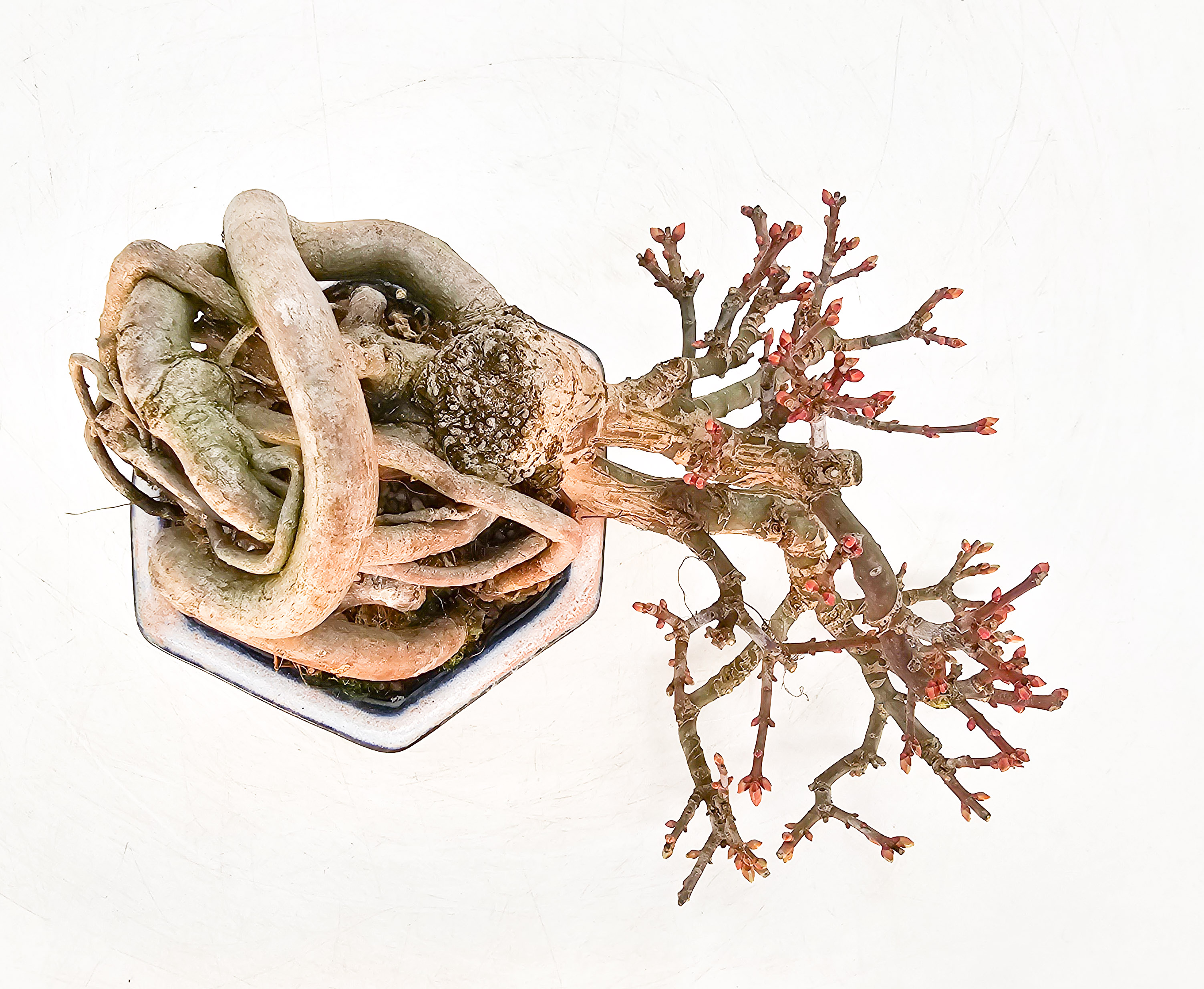 Bonsai Löwenkopfahorn- Acer palmatum Shishigashira Shohin 16cm Video!!