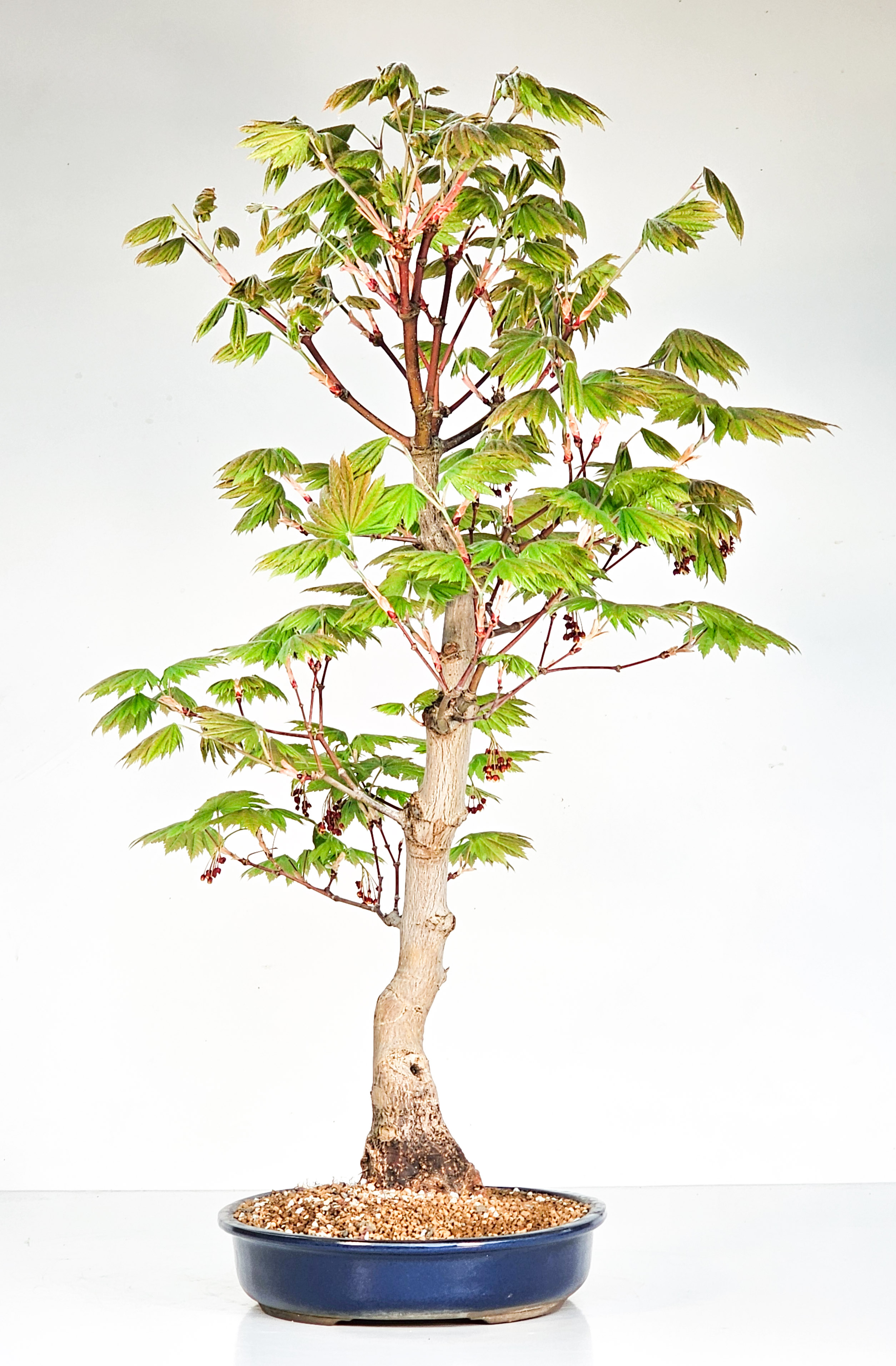 Bonsai Japanischer Ahorn - Acer japonicum 60cm 
