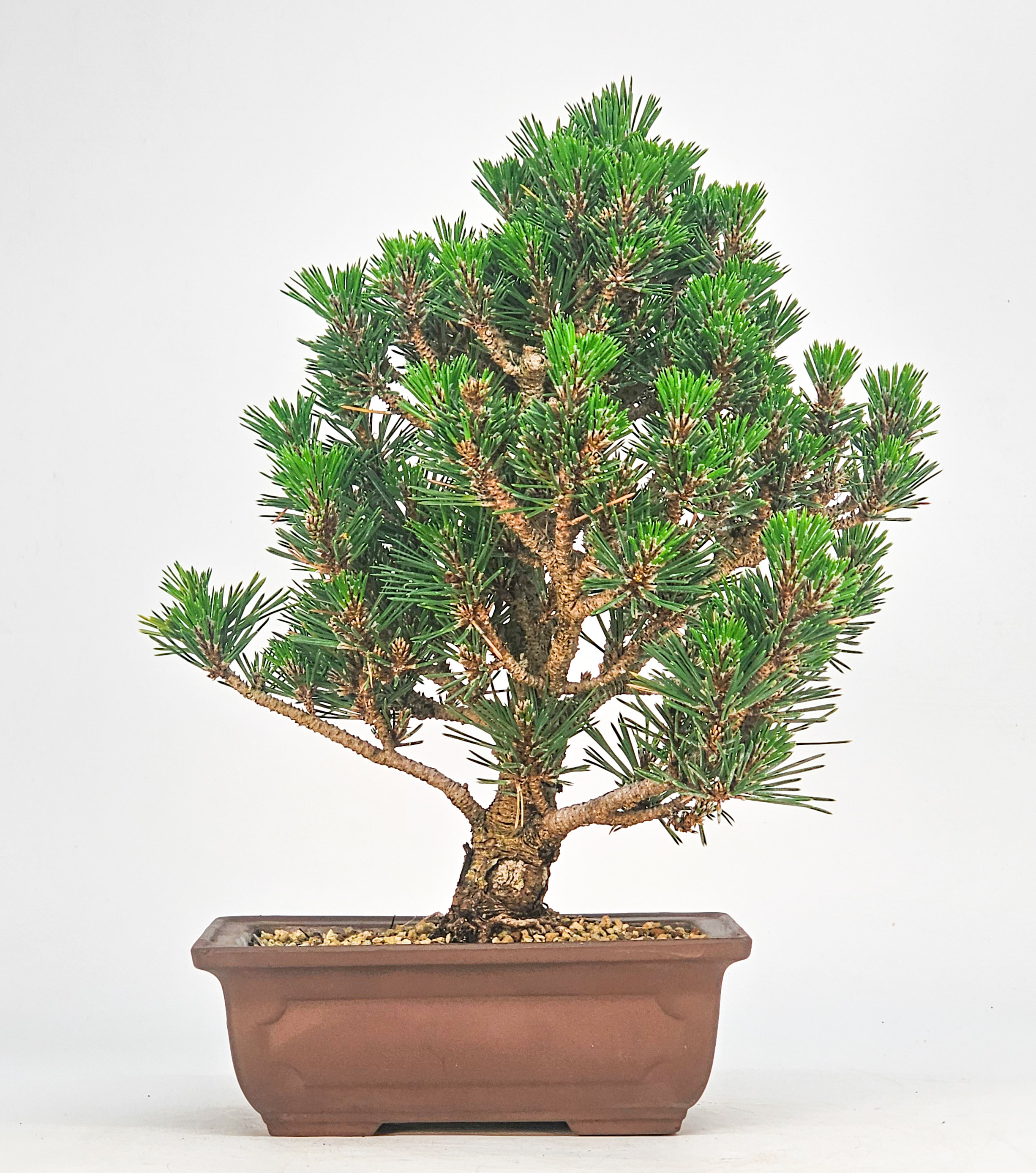 Bonsai Schwarzkiefer - Pinus thunbergii 25,5cm