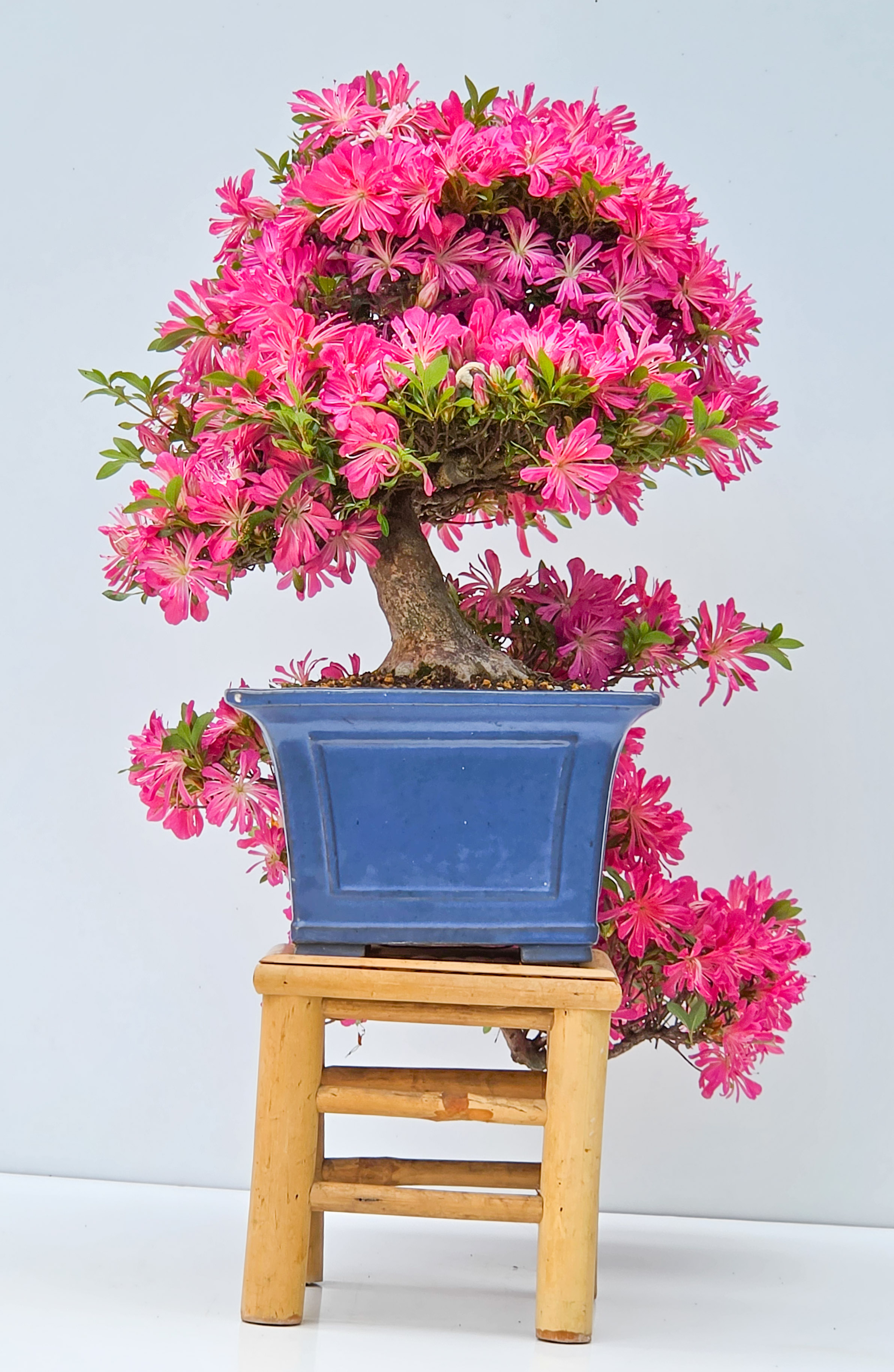 Bonsai Azalee -  Rhododendron indicum hanabin 63cm Video!!