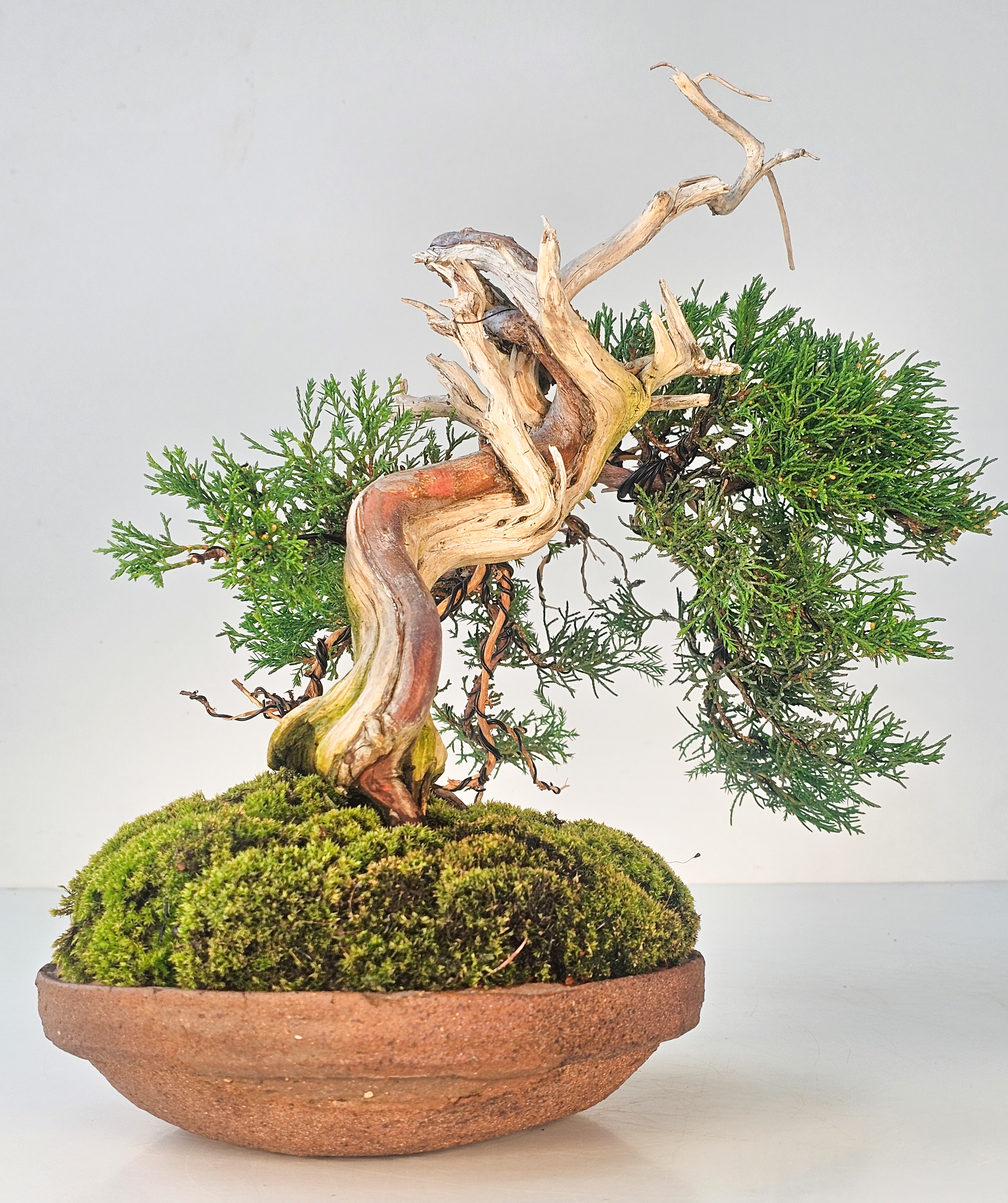 Bonsai Wacholder Juniperus chinensis shimpaku Shohin 21 cm Video!!