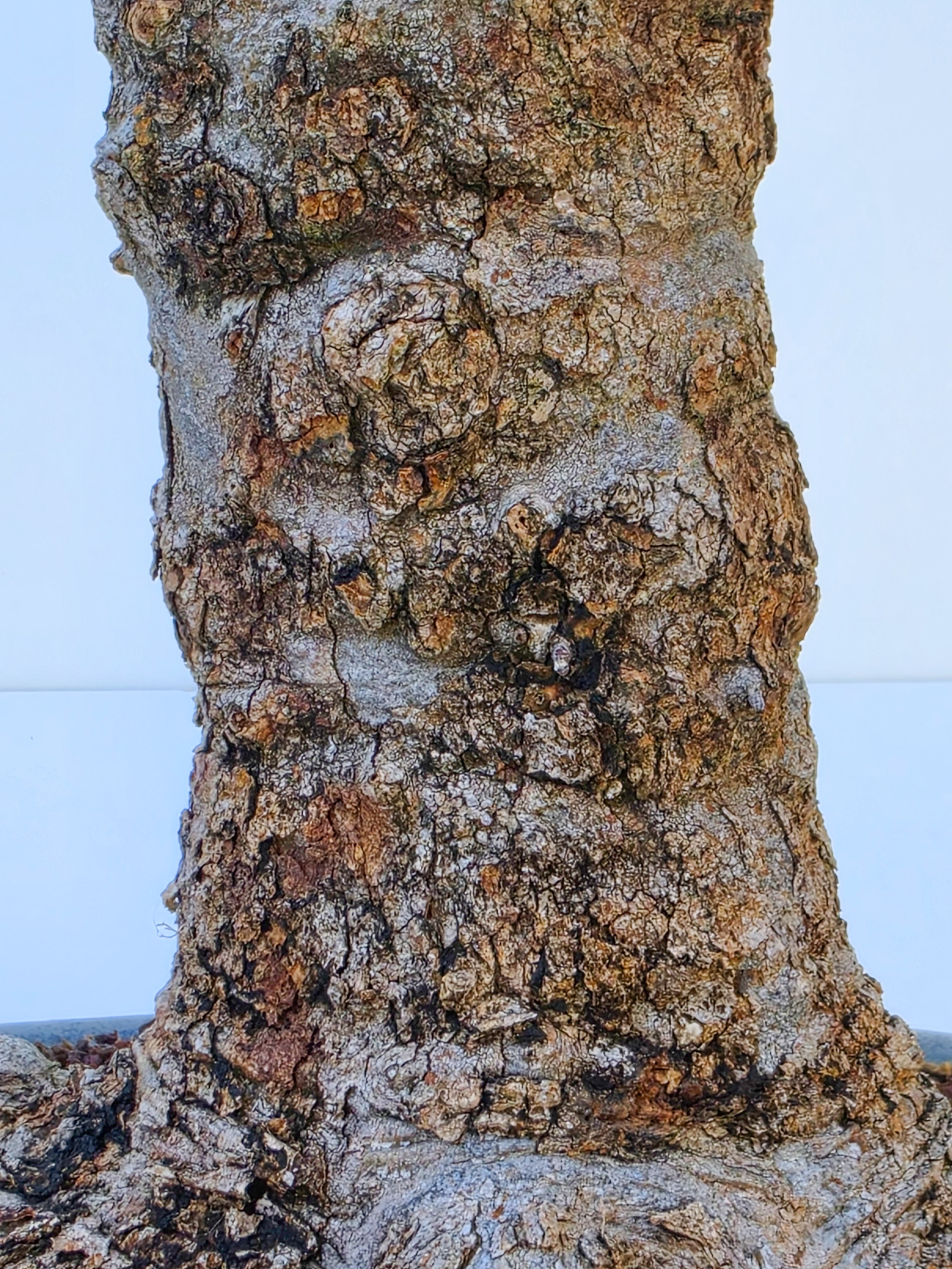 Bonsai Dreispitzahorn  - Acer buergerianum Arakawa 63cm Video!!