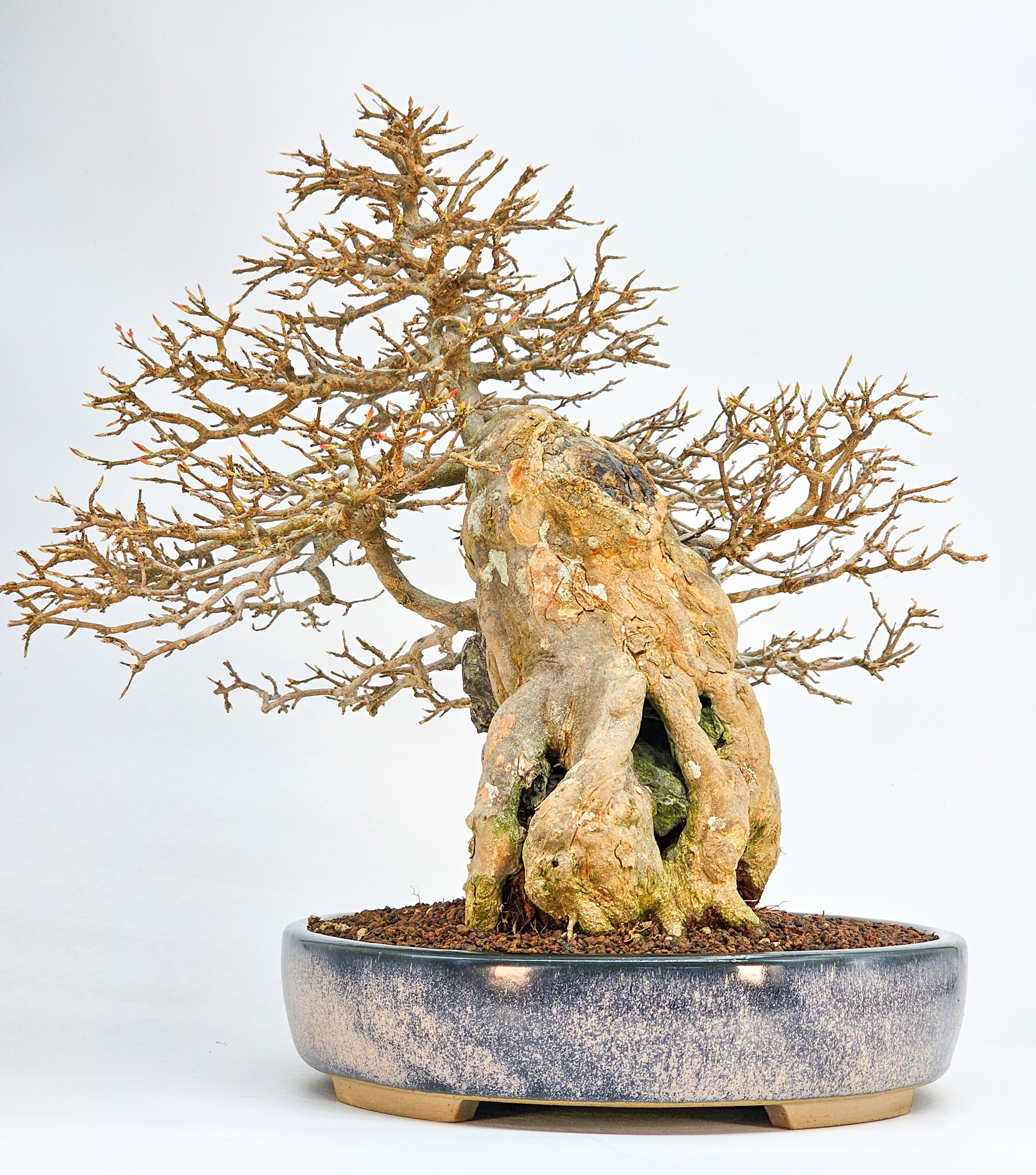Bonsai Dreispitzahorn  - Acer buergerianum Ishizuki 37cm
