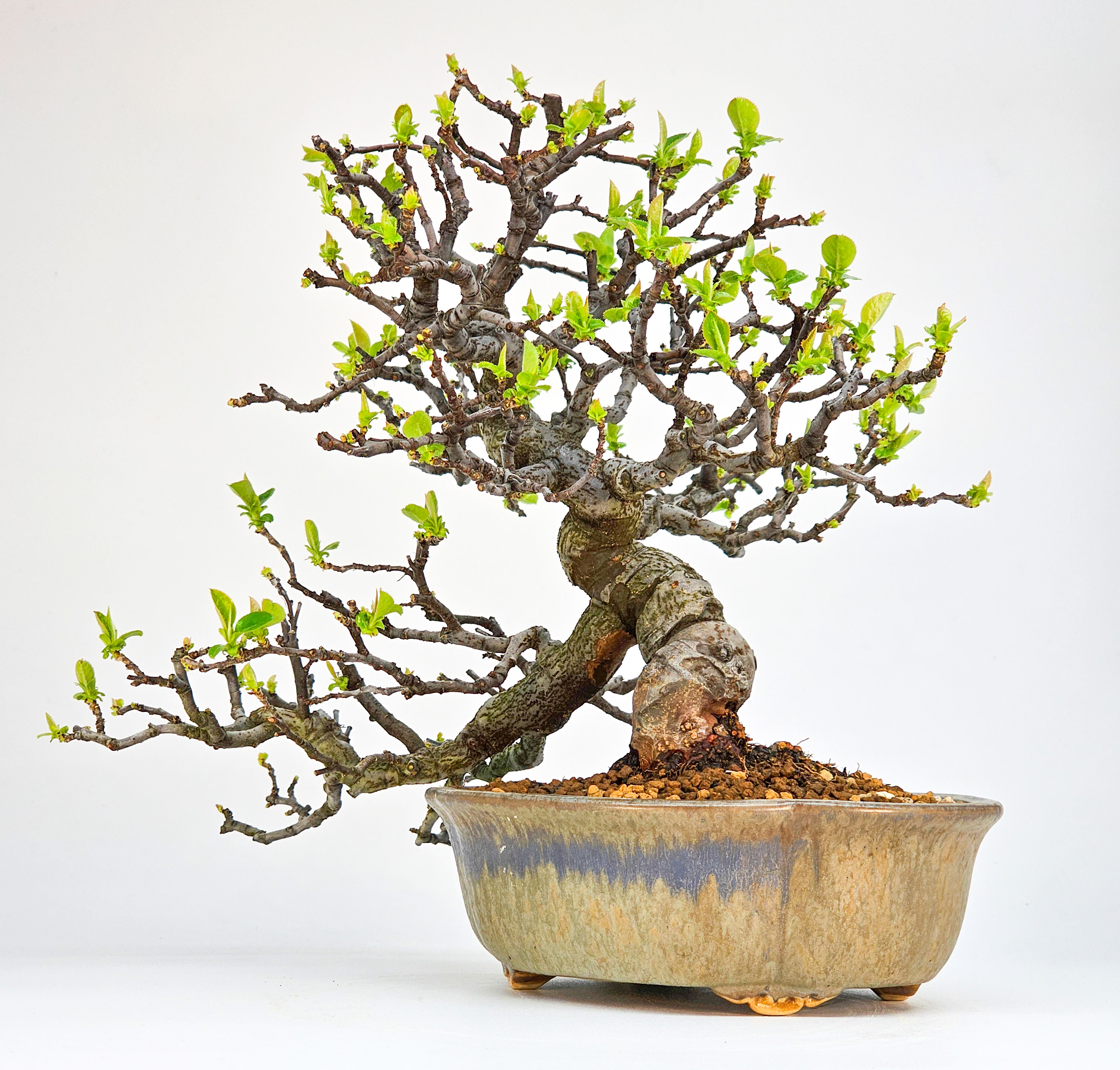 Bonsai Quitte - Pseudocydonia sinensis Shohin 21cm