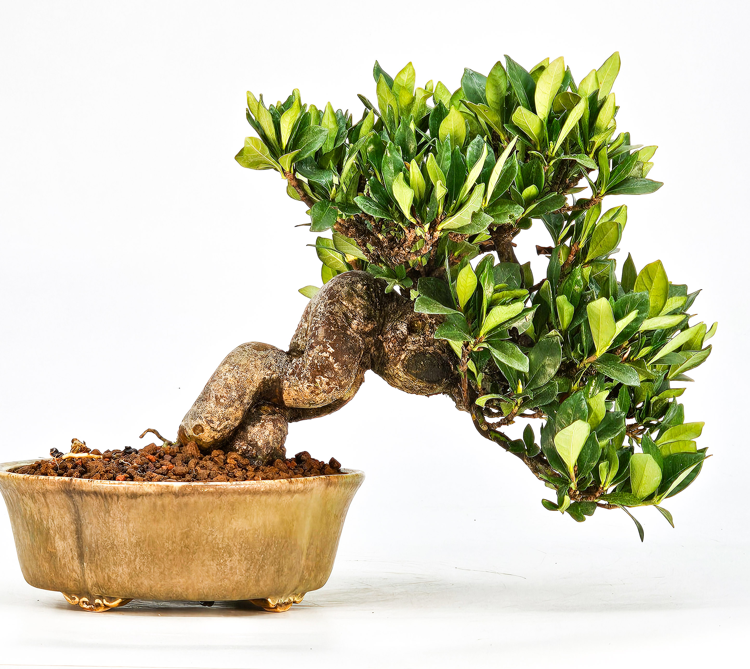 Bonsai Gardenia jasminoides Shohin 18cm    