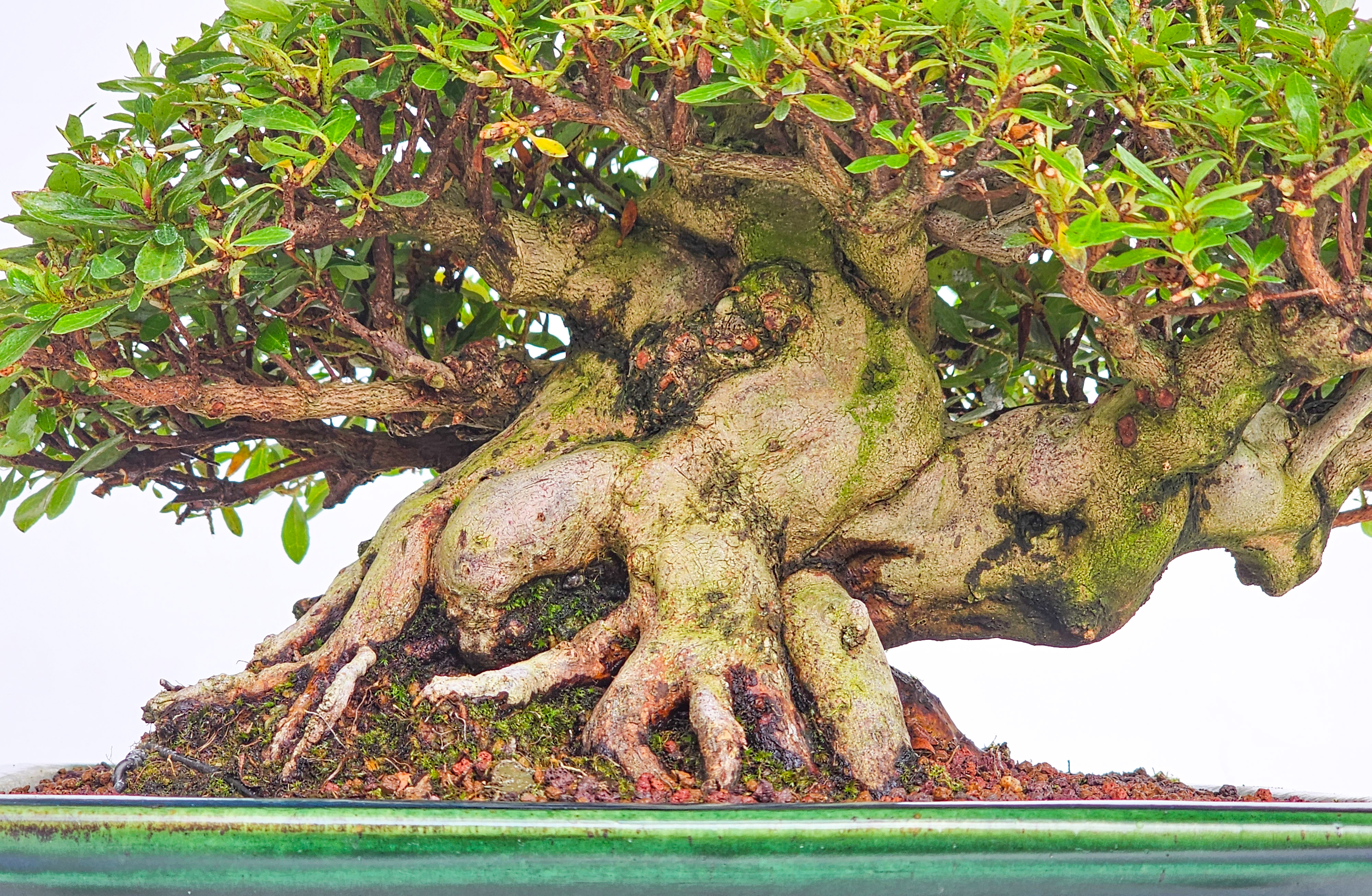 Bonsai Premium Azalee - Rhododendron indicum - Beni Gumo Shohin 20cm