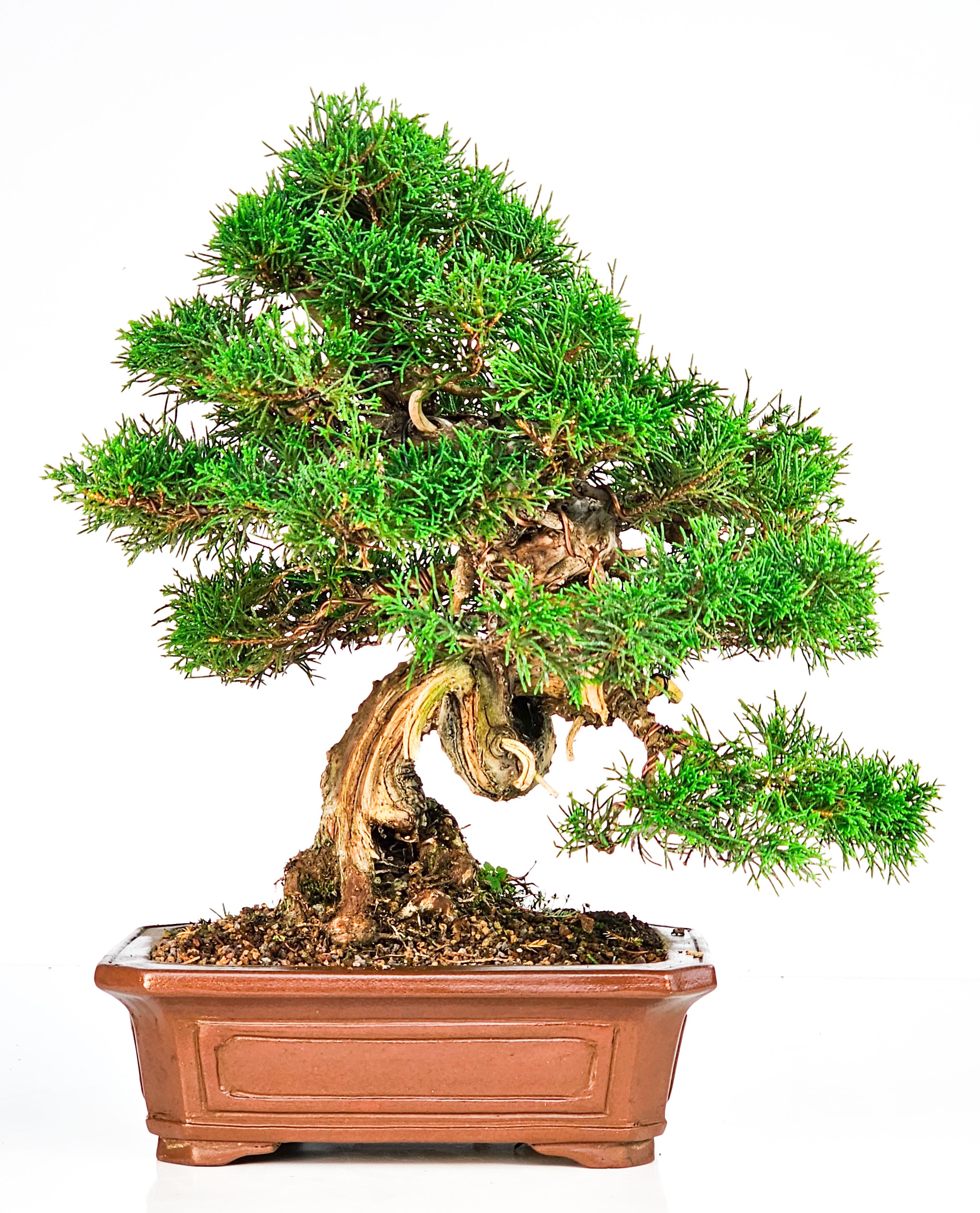 Bonsai Wacholder Juniperus Itoigawa 29cm