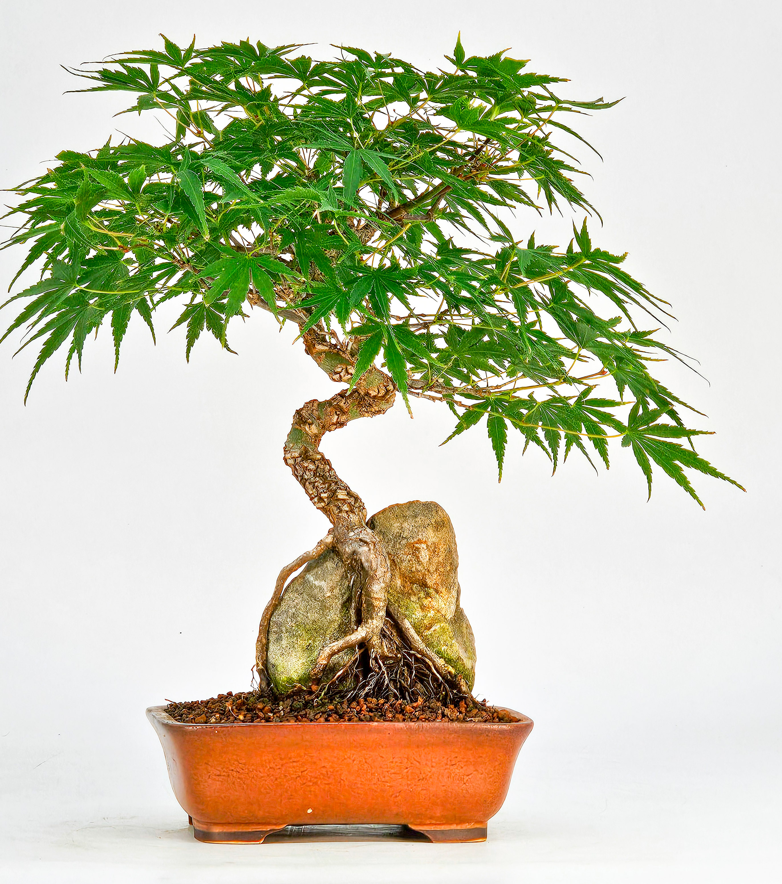 Bonsai Fächerahorn - Acer palmatum Arakawa 24cm 