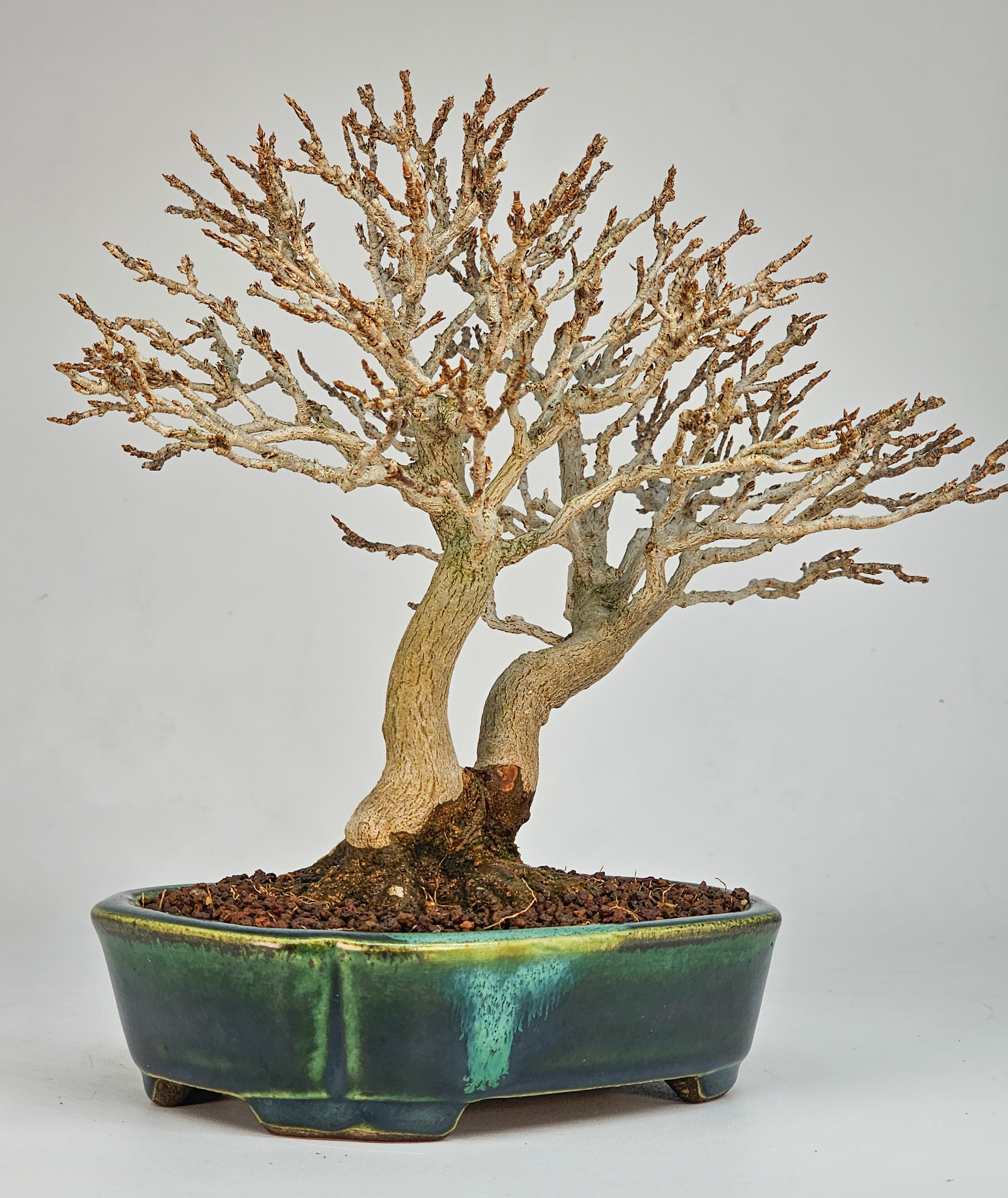 Bonsai Dreispitzahorn - Acer buergerianum Shohin 18cm