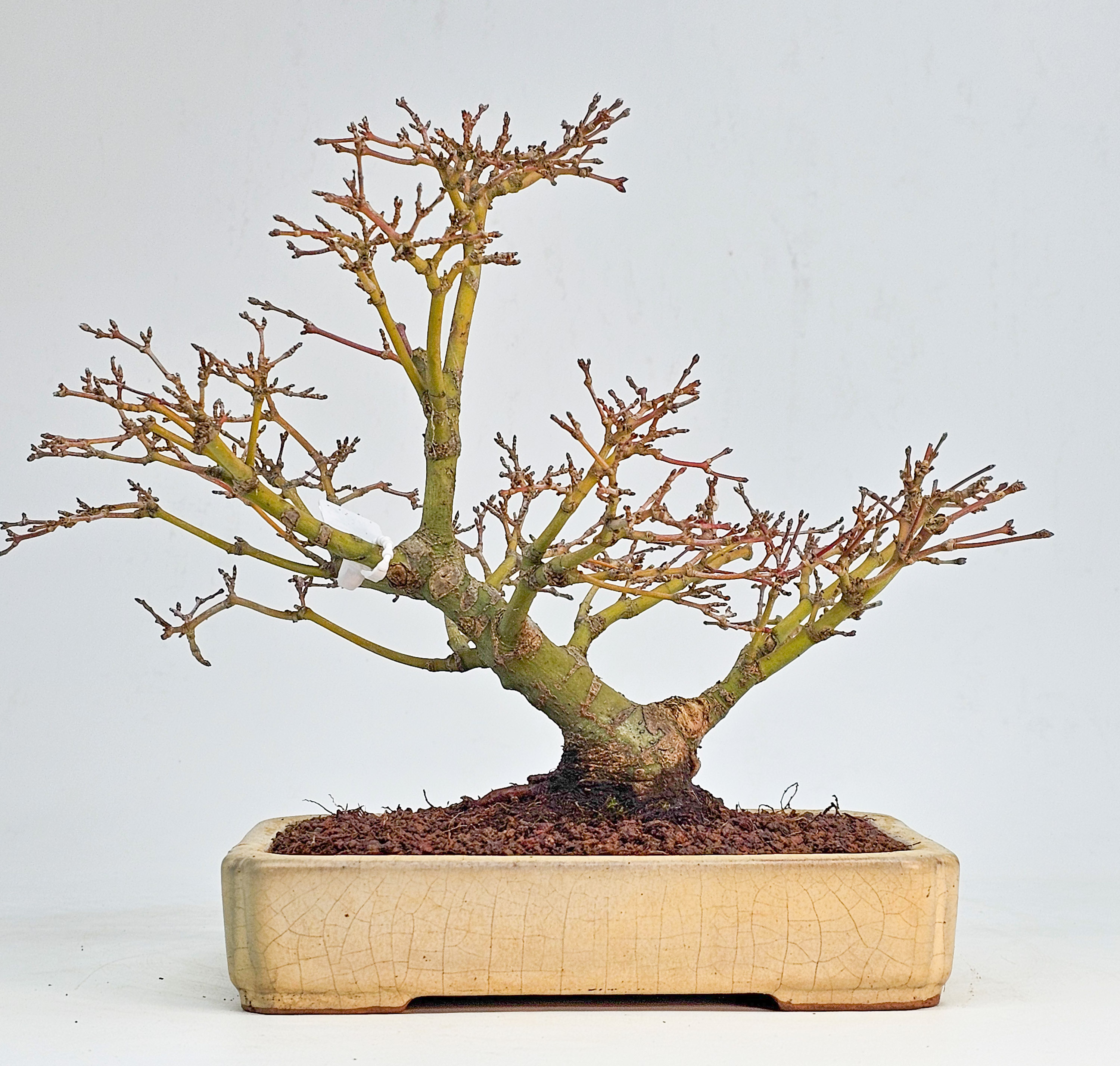 Bonsai Fächerahorn - Acer palmatum Yukihime Shohin 20cm