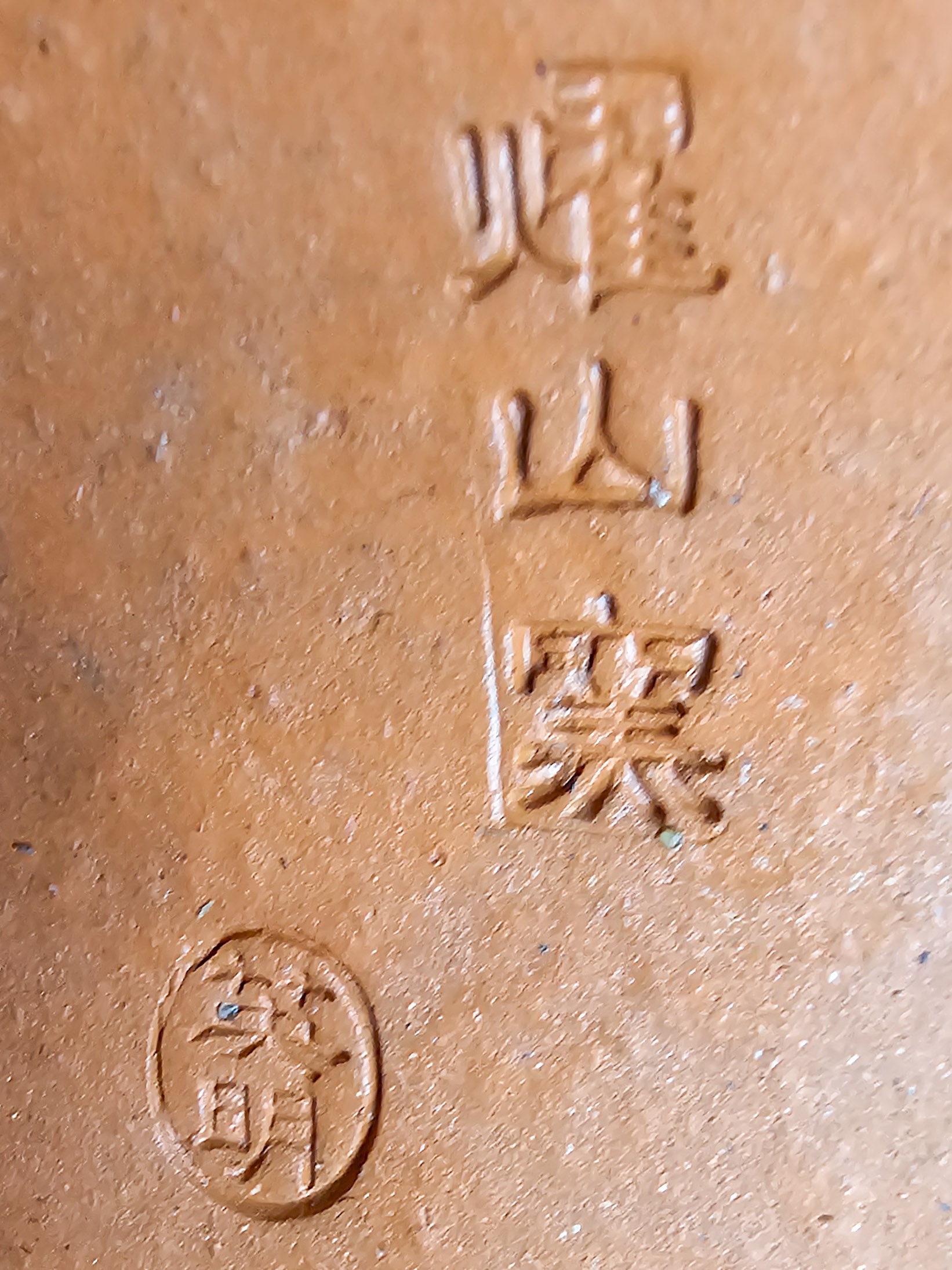 Bonsai Premium Japanischer Liguster - Ligustrum japonicum Shohin 18cm 