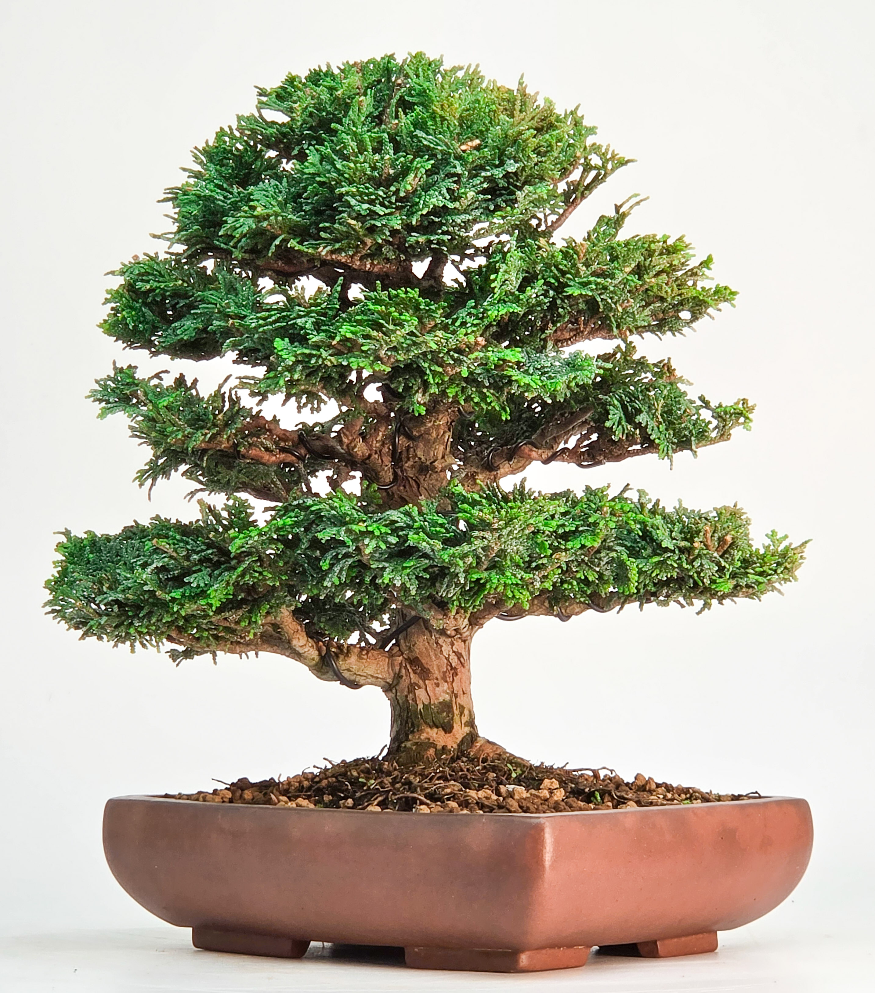 Bonsai Muschelzypresse - Chamaecyparis obtusa 22cm