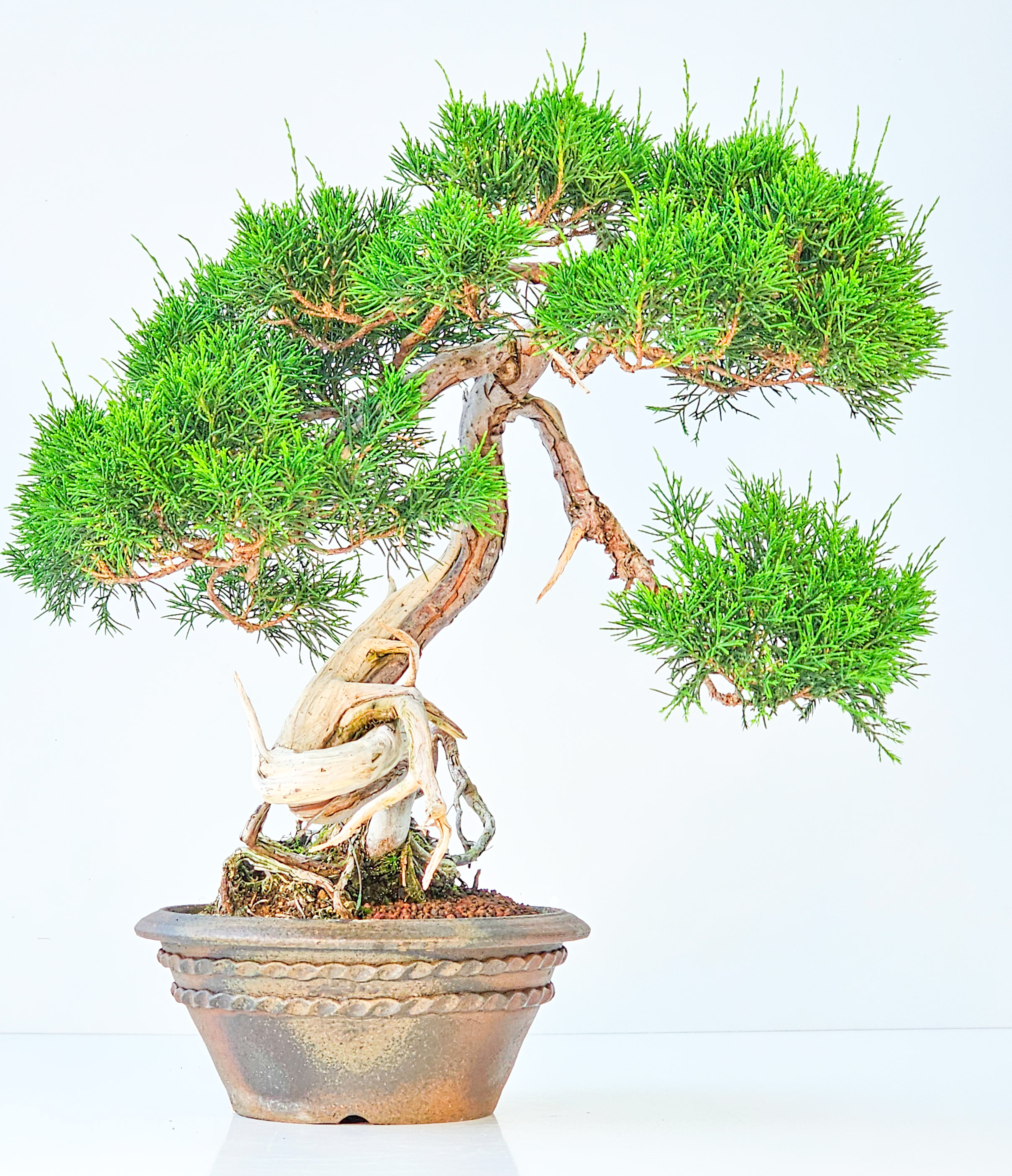Bonsai Wacholder Juniperus chinensis shimpaku 36,5 cm