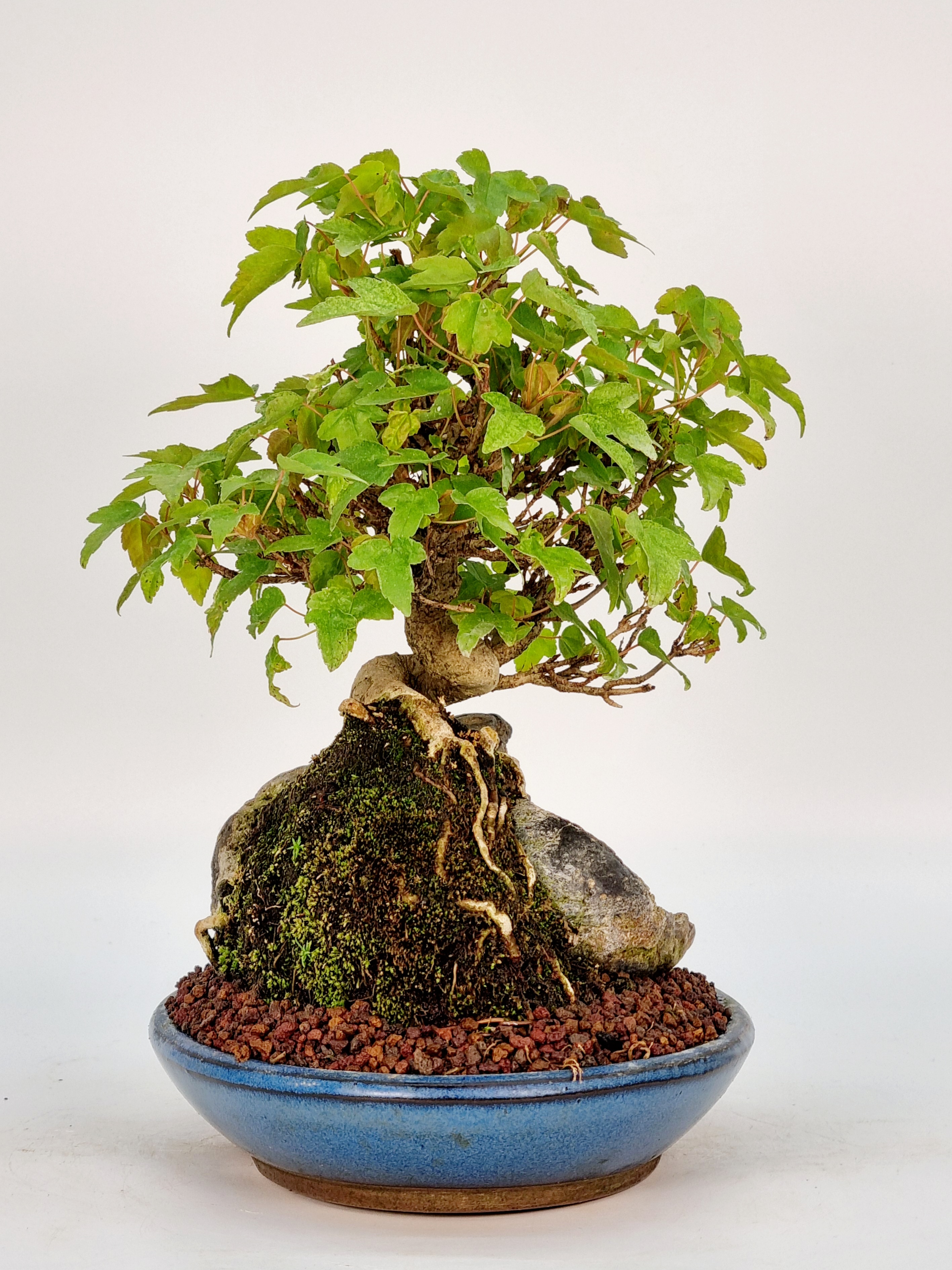 Bonsai Dreispitzahorn  - Acer buergerianum Shohin 18cm  