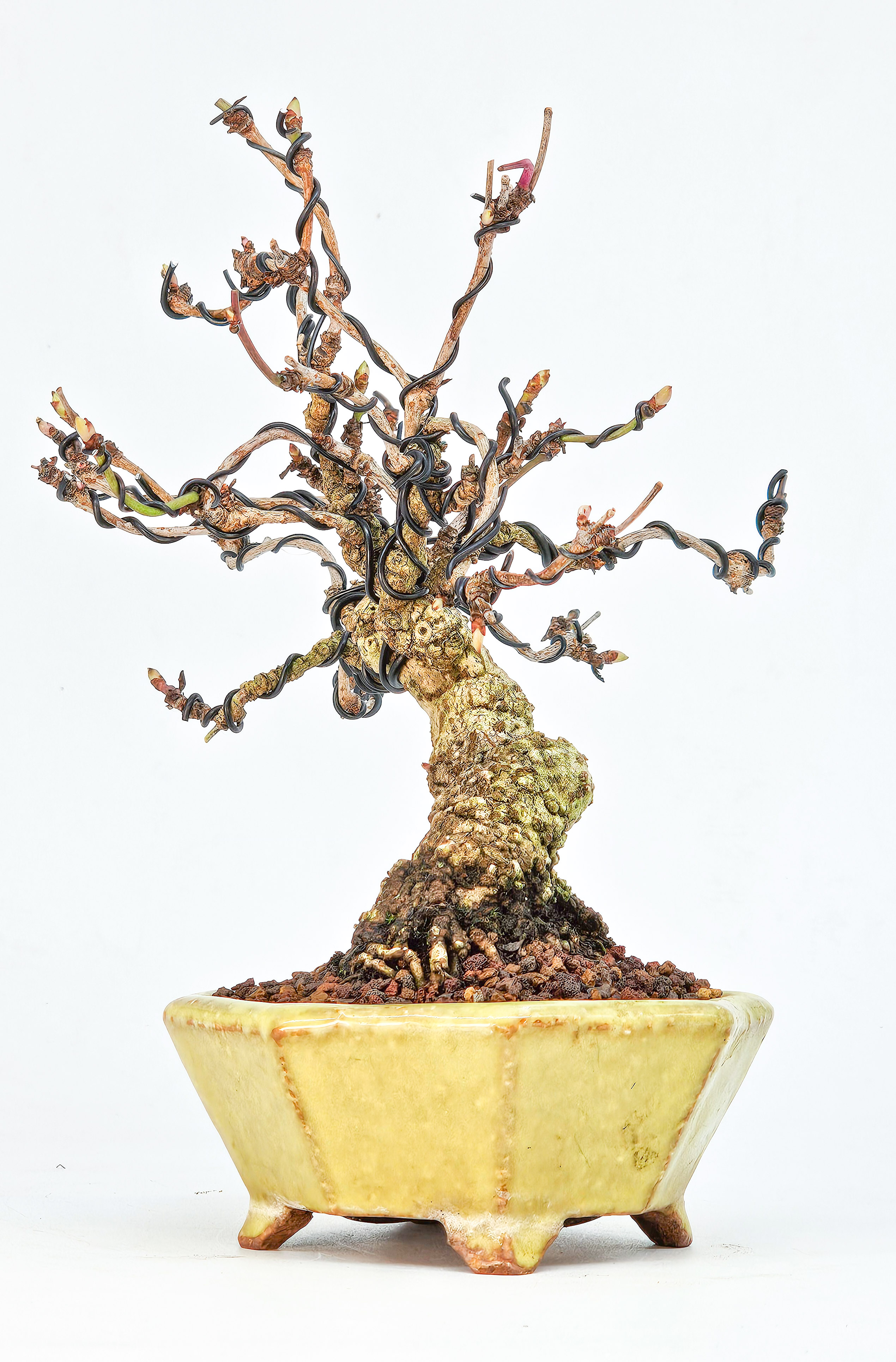 Bonsai Akebia quinata Shohin 20cm
