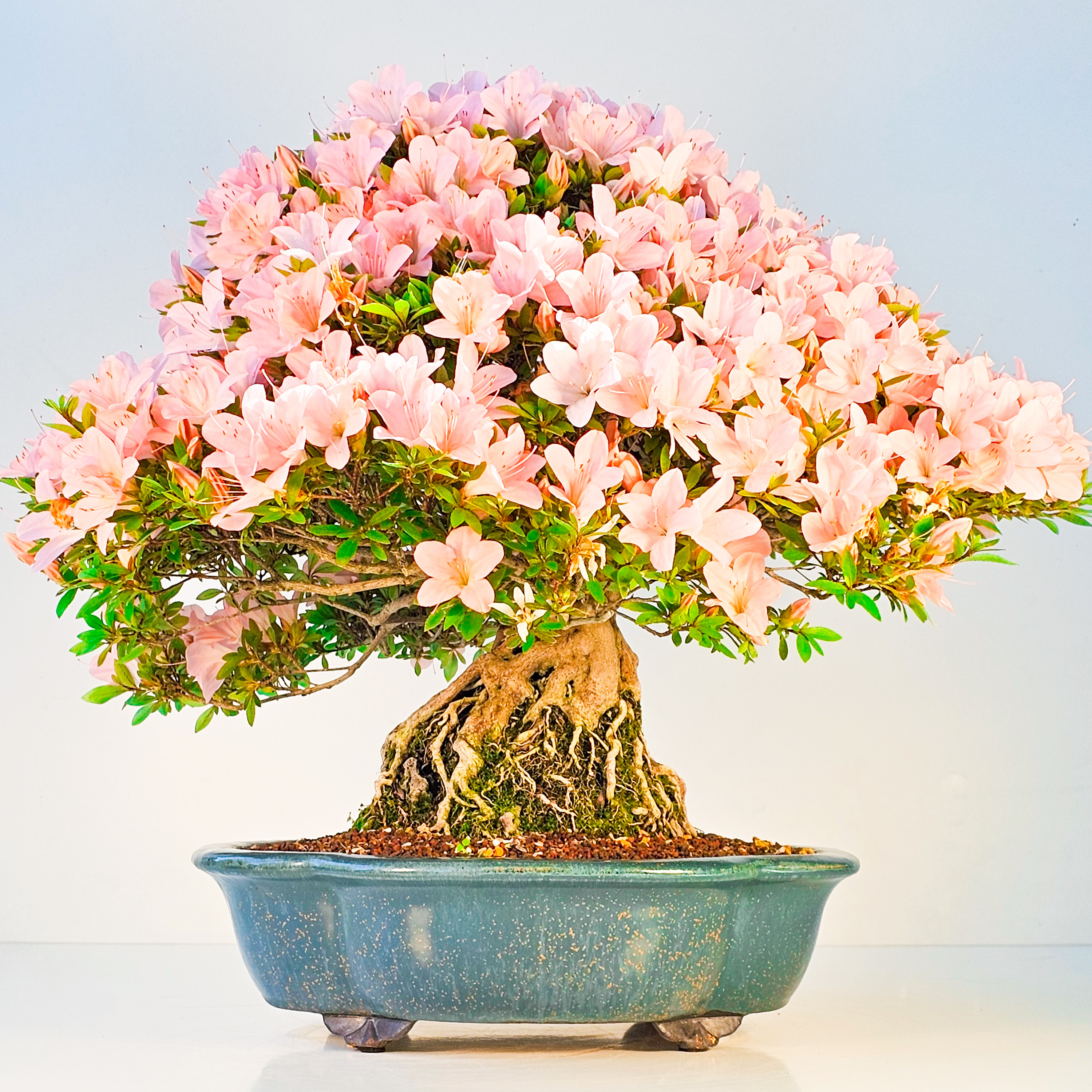 Bonsai Azalee Rhododendron indicum Ishizuki - Kozan - 39cm Video!! Bonsai Azalee Rhododendron indicum Ishizuki - Kozan - 39cm Video!!