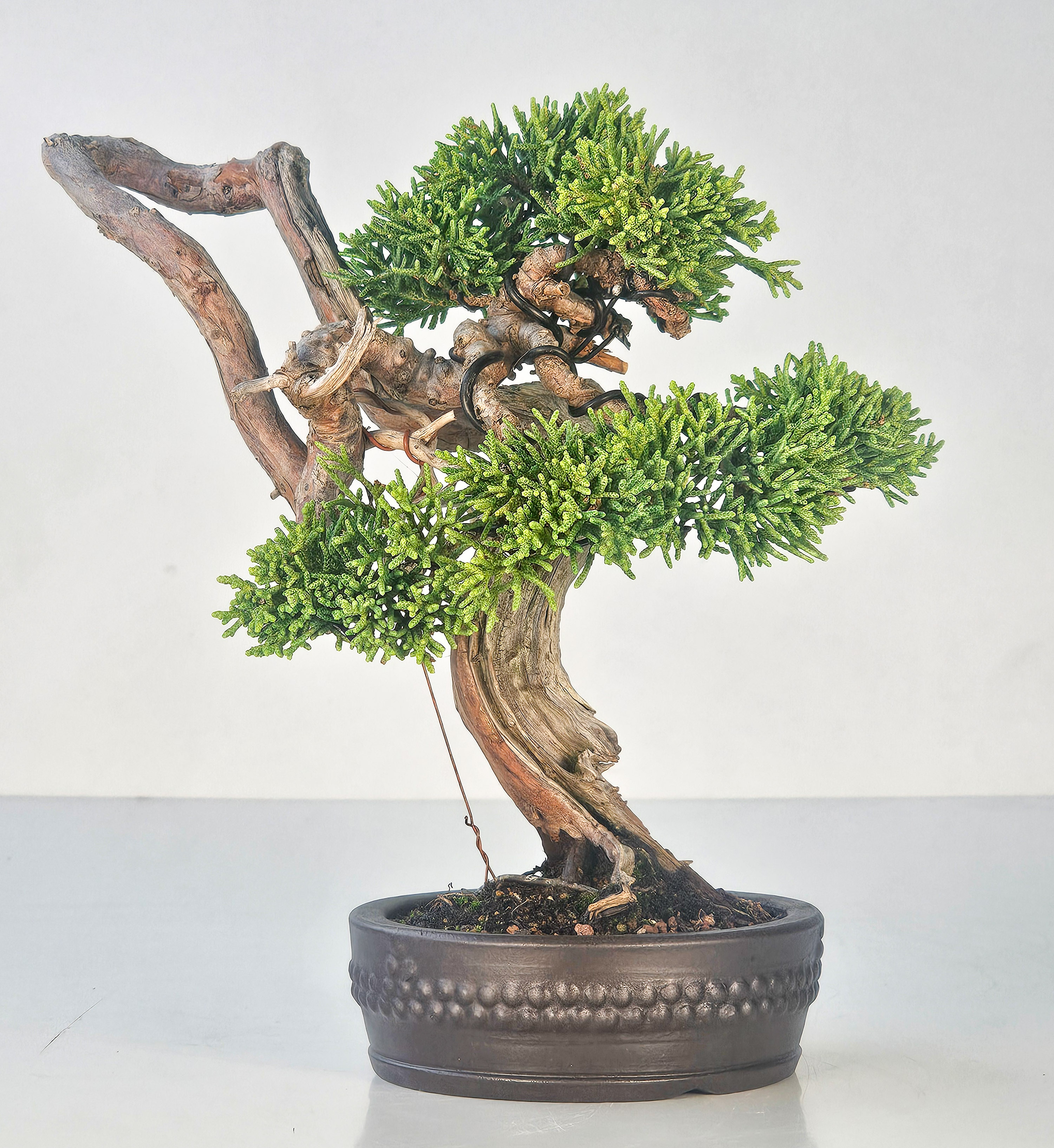 Bonsai Wacholder Juniperus Itoigawa Shohin 18cm