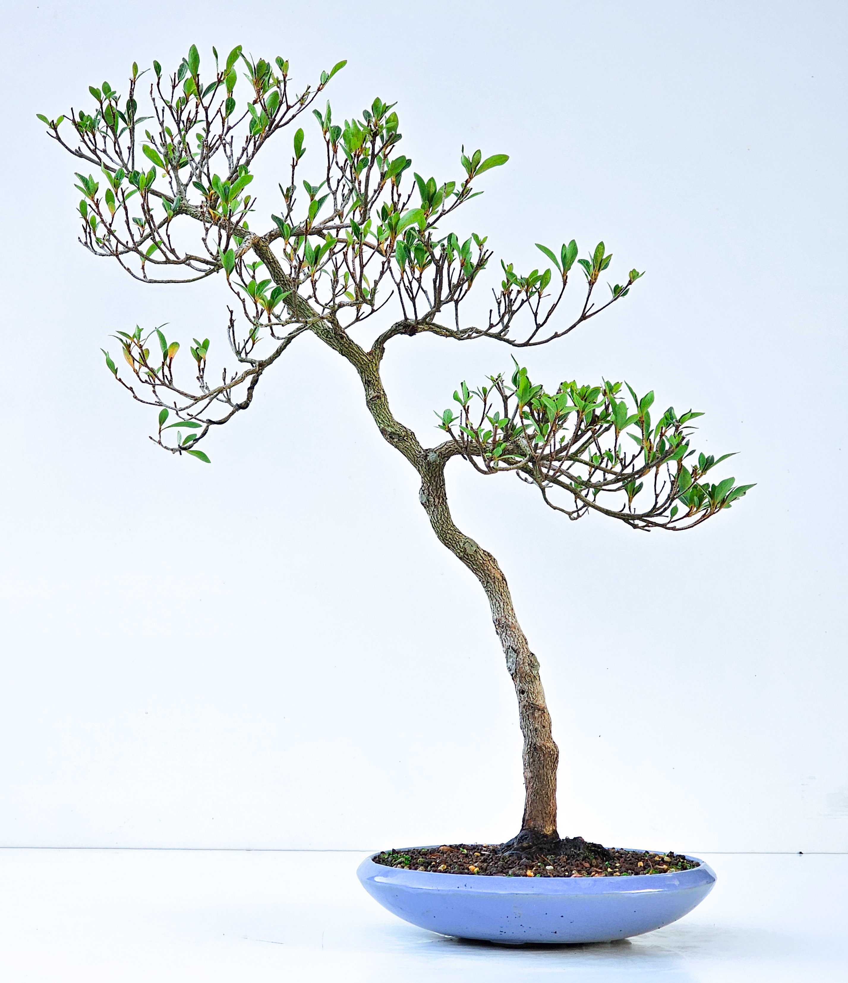 Bonsai Azalee - Rhododendron indicum Hanabin 54cm  