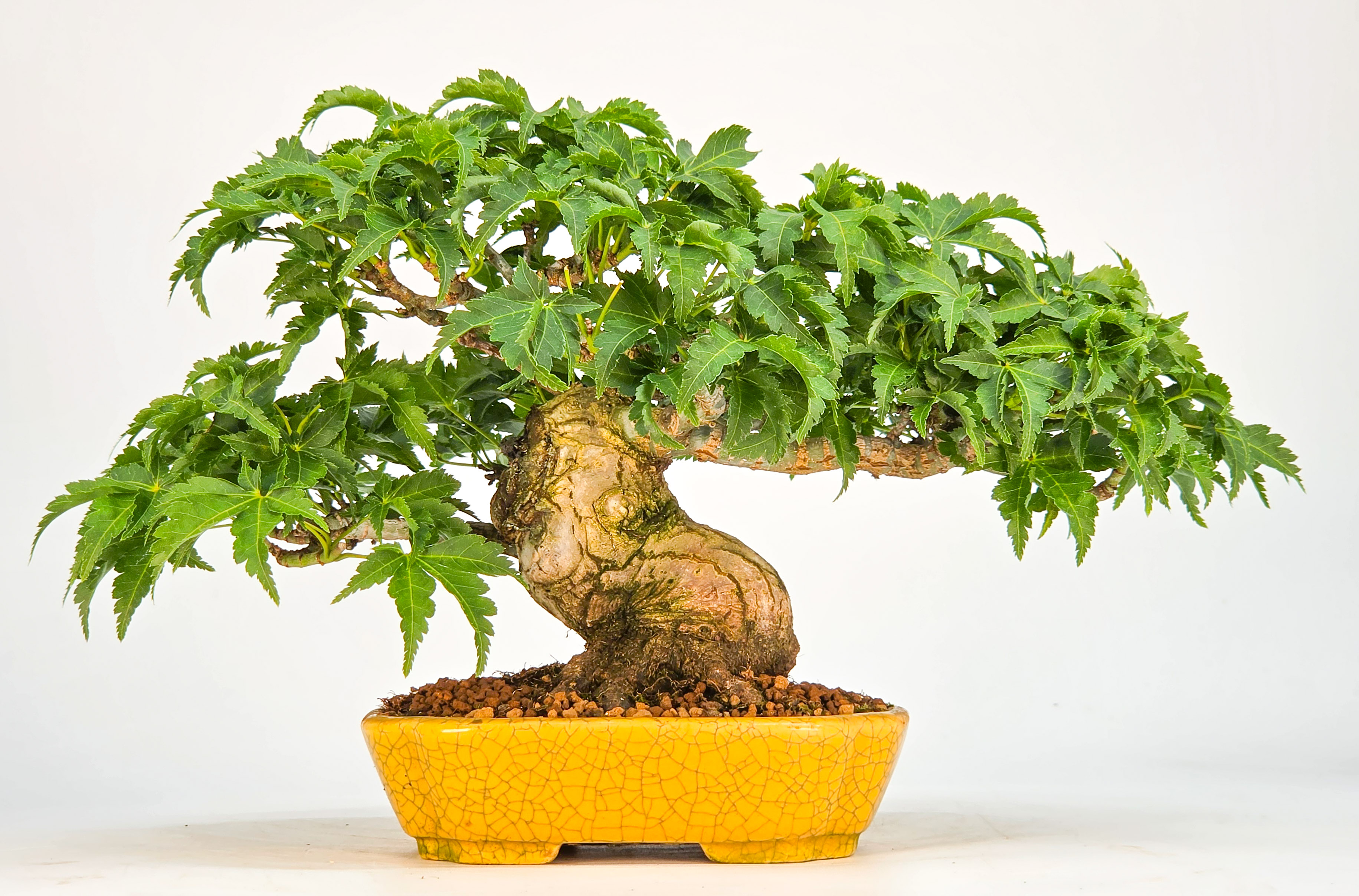 Bonsai Löwenkopfahorn- Acer palmatum Shishigashira Shohin 12cm