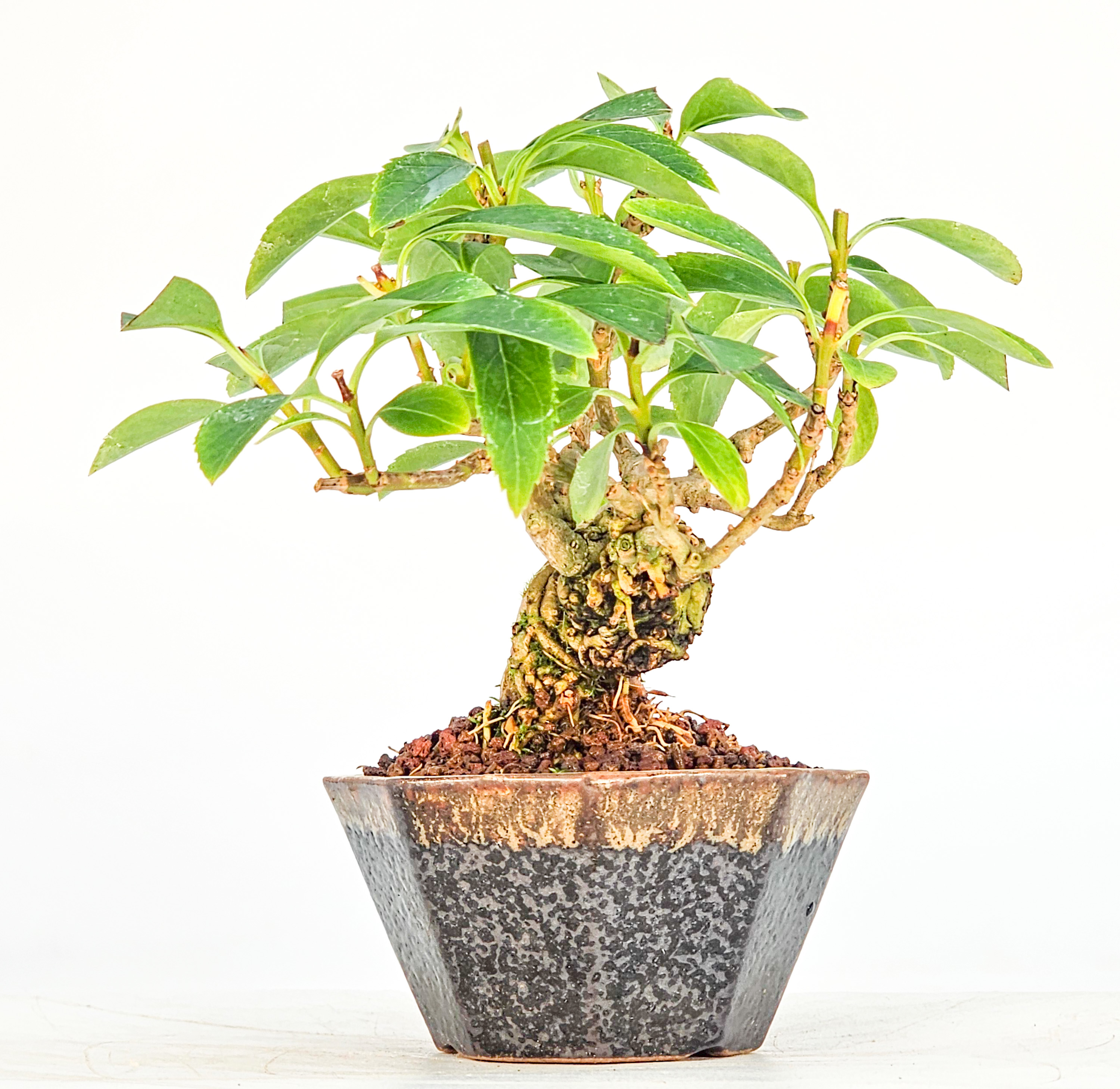 Bonsai Forsythie - Forsythia Mame 9cm