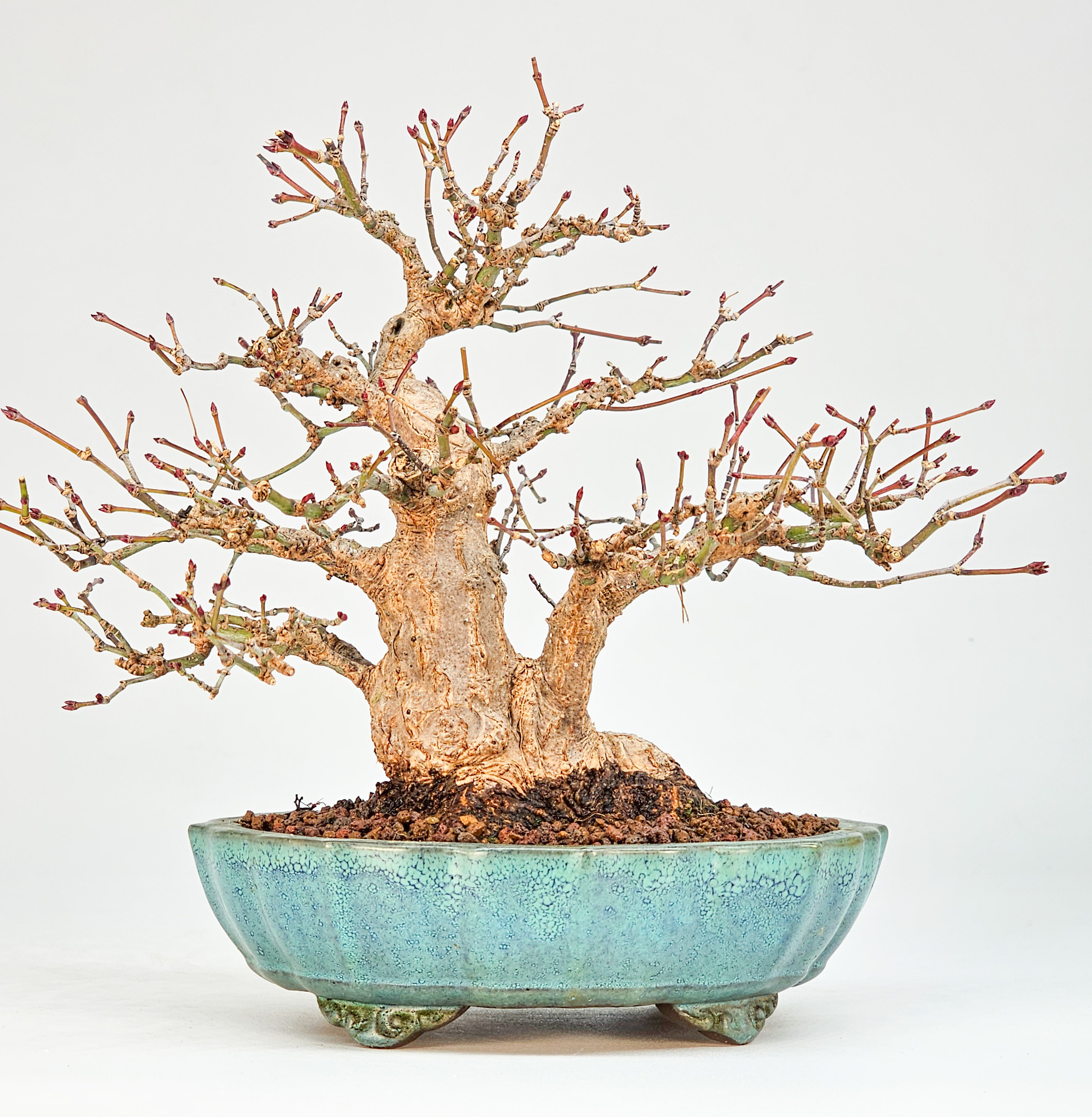 Bonsai Premium Fächerahorn - Acer palmatum Shohin 16cm