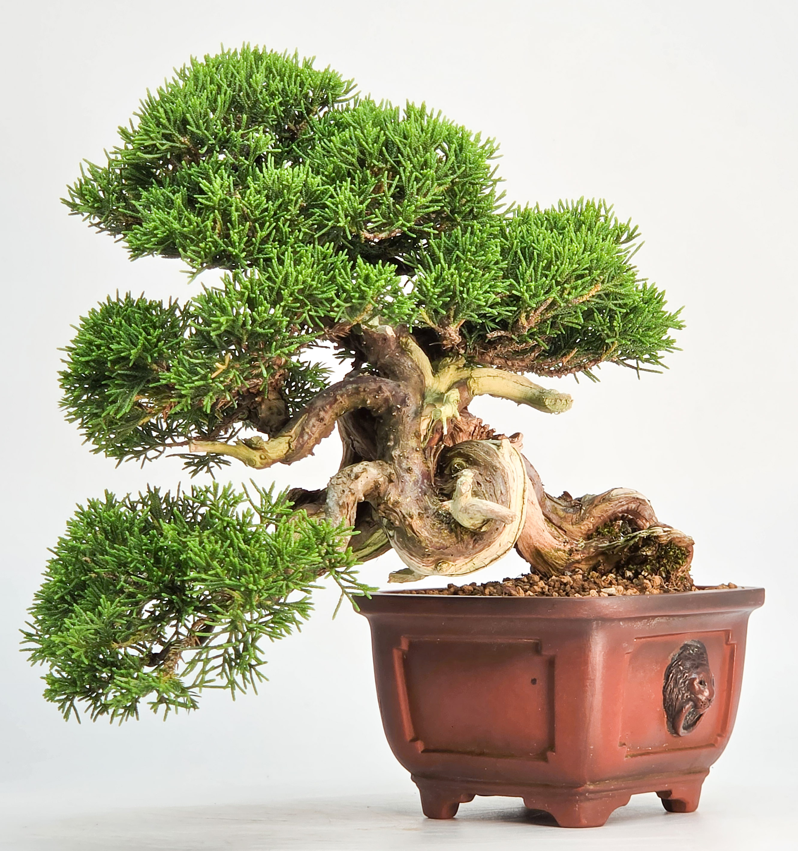 Bonsai Wacholder - Juniperus chinensis Shohin 19cm