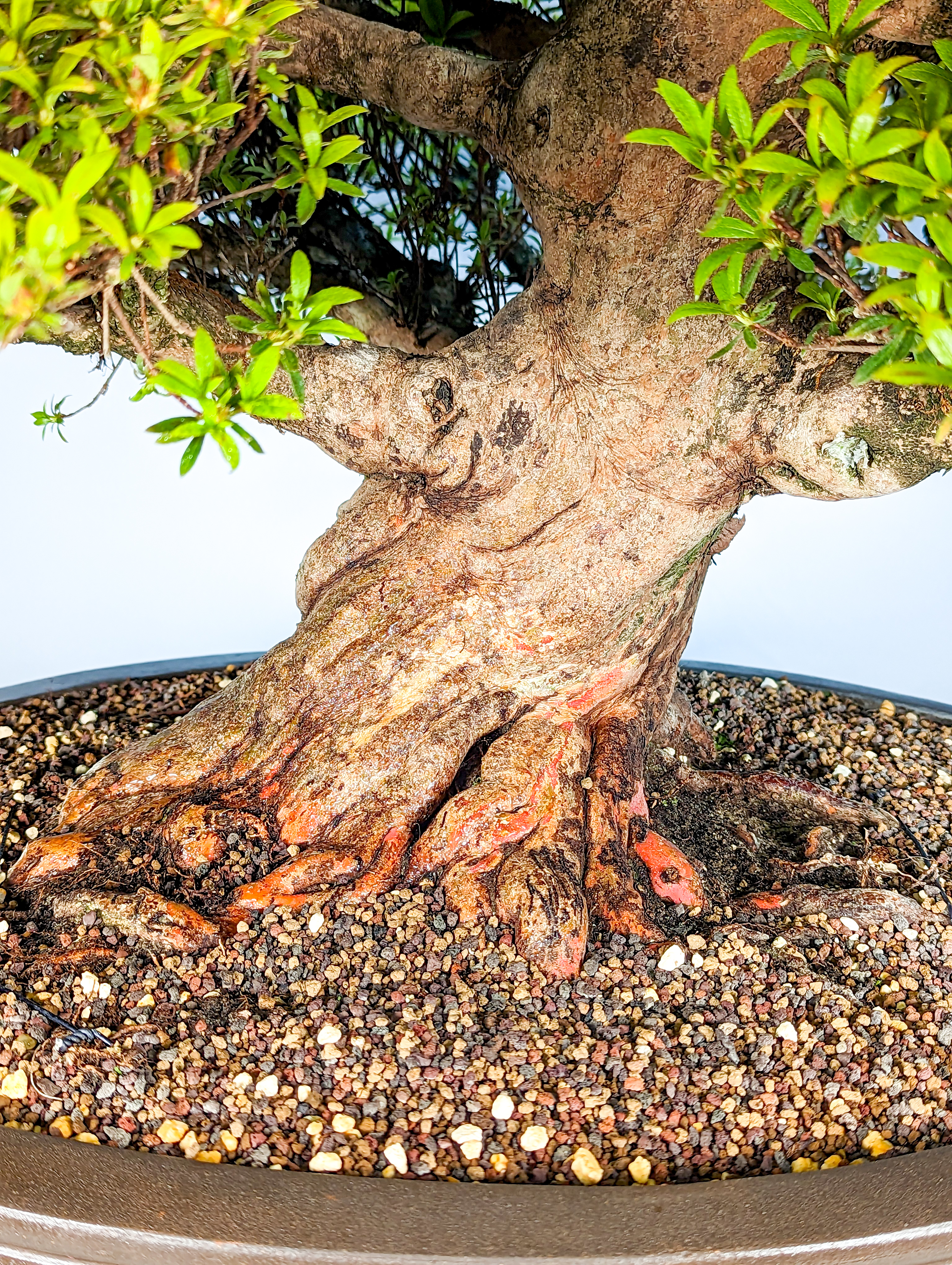 Bonsai Azalee Rhododendron indicum Kinsai - rote Blüten! 57cm 