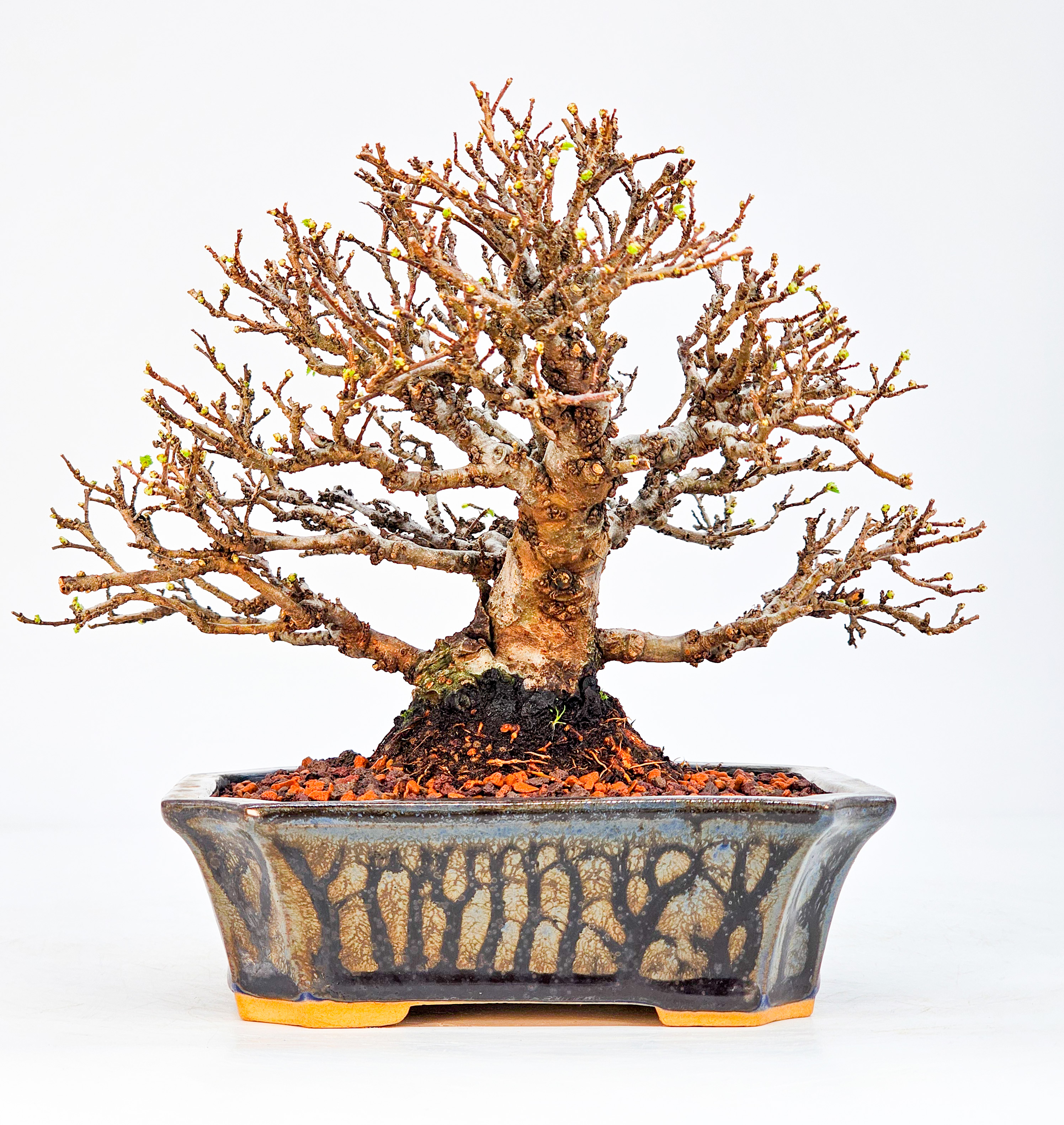Bonsai Japanische Ulme - Ulmus parvifolia Shohin 12cm