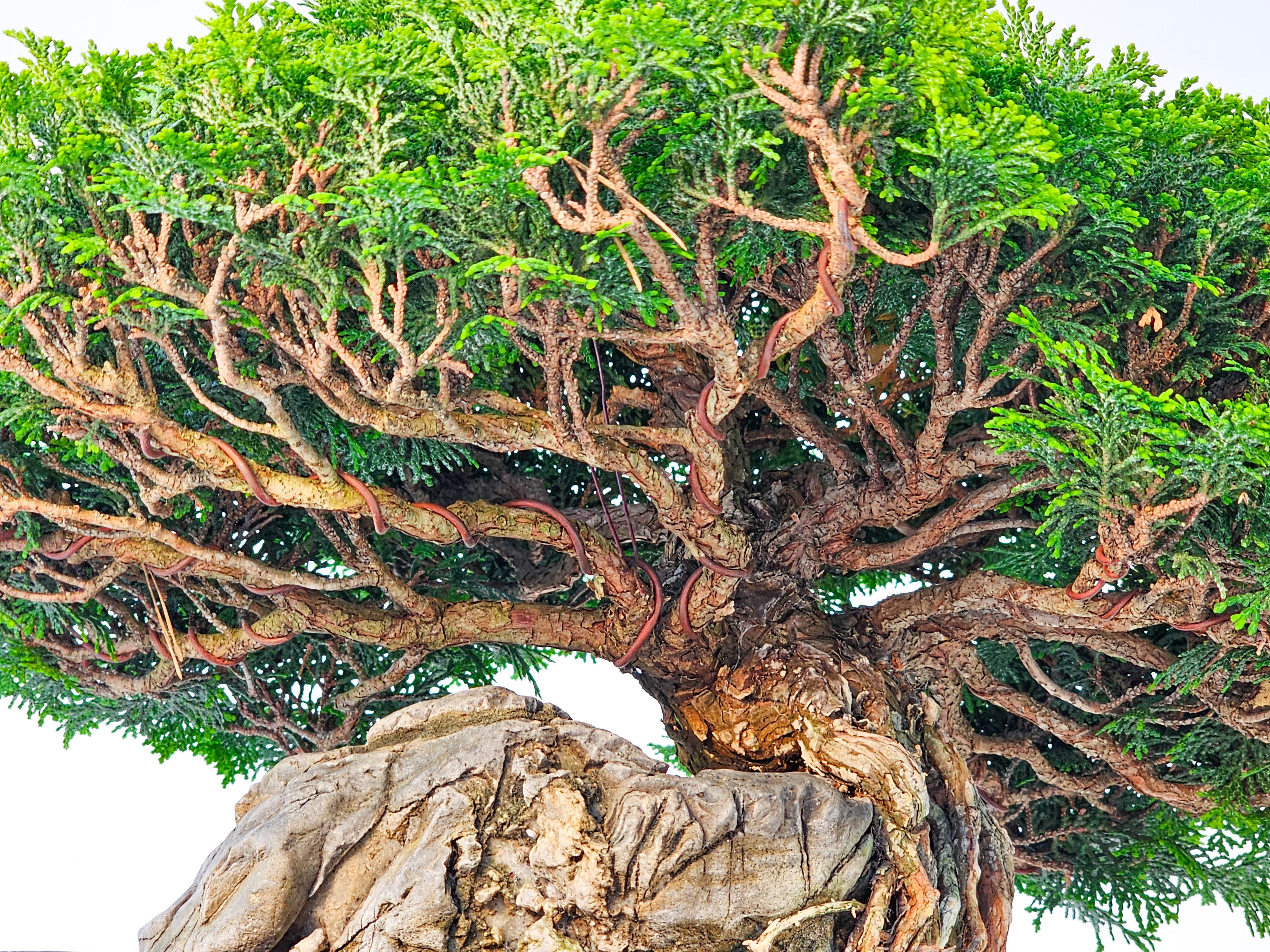 Bonsai Chamaecyparis obtusa 30 cm Bonsai Chamaecyparis obtusa 30 cm