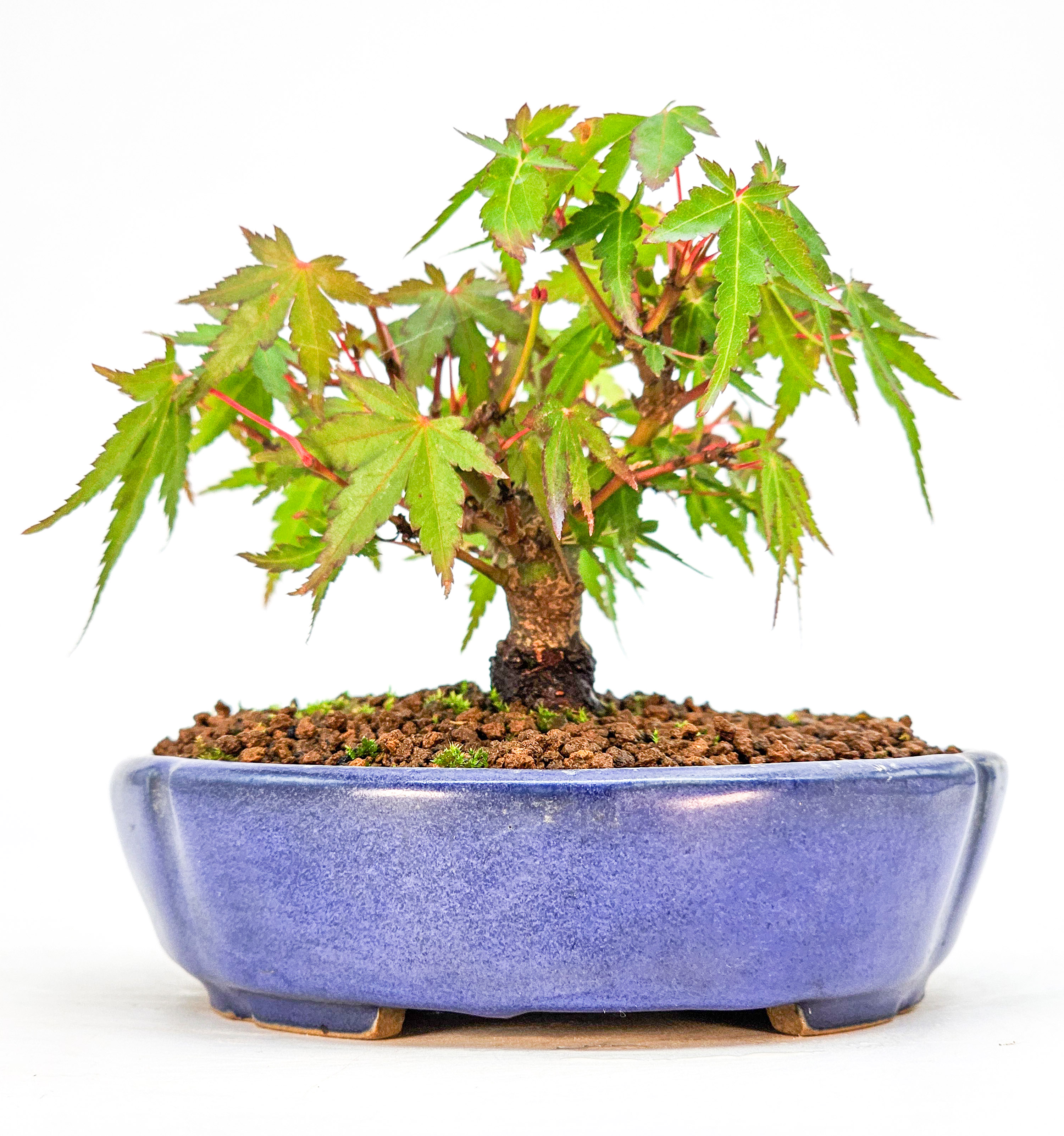 Bonsai Fächerahorn - Acer palmatum Mame 6cm
