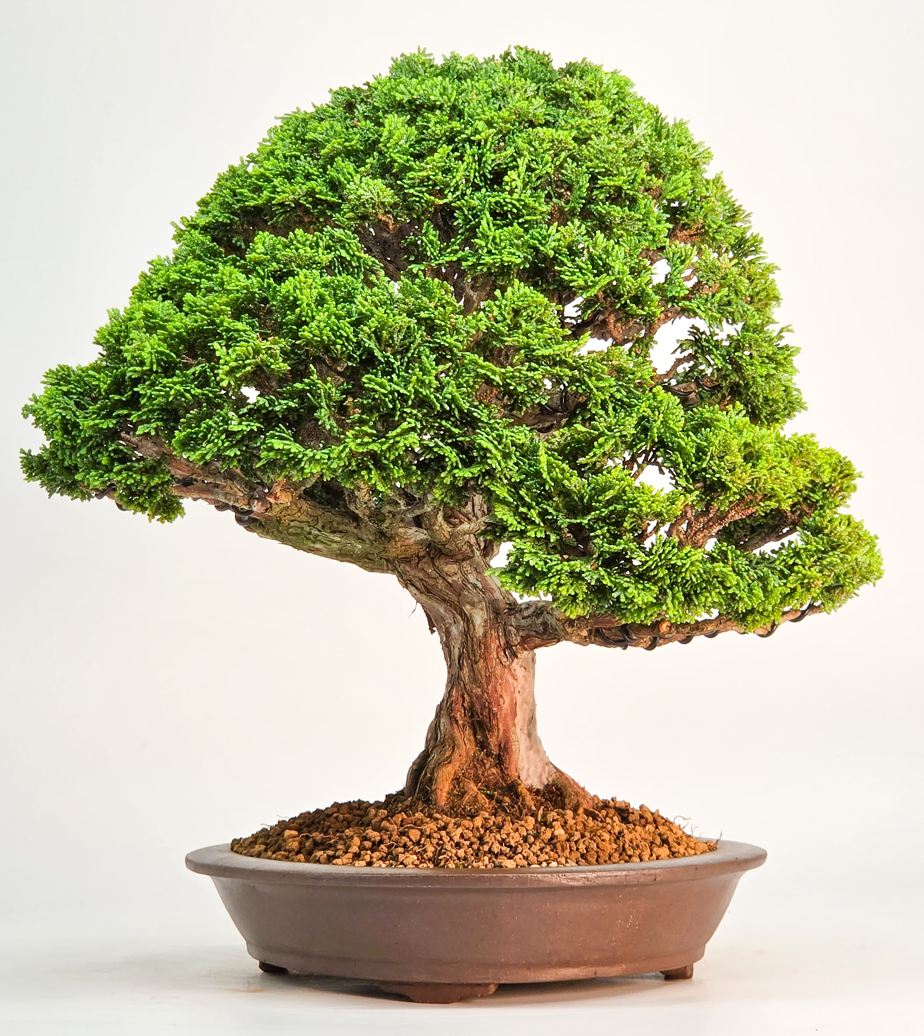 Bonsai Muschelzypresse - Chamaecyparis obtusa 30cm