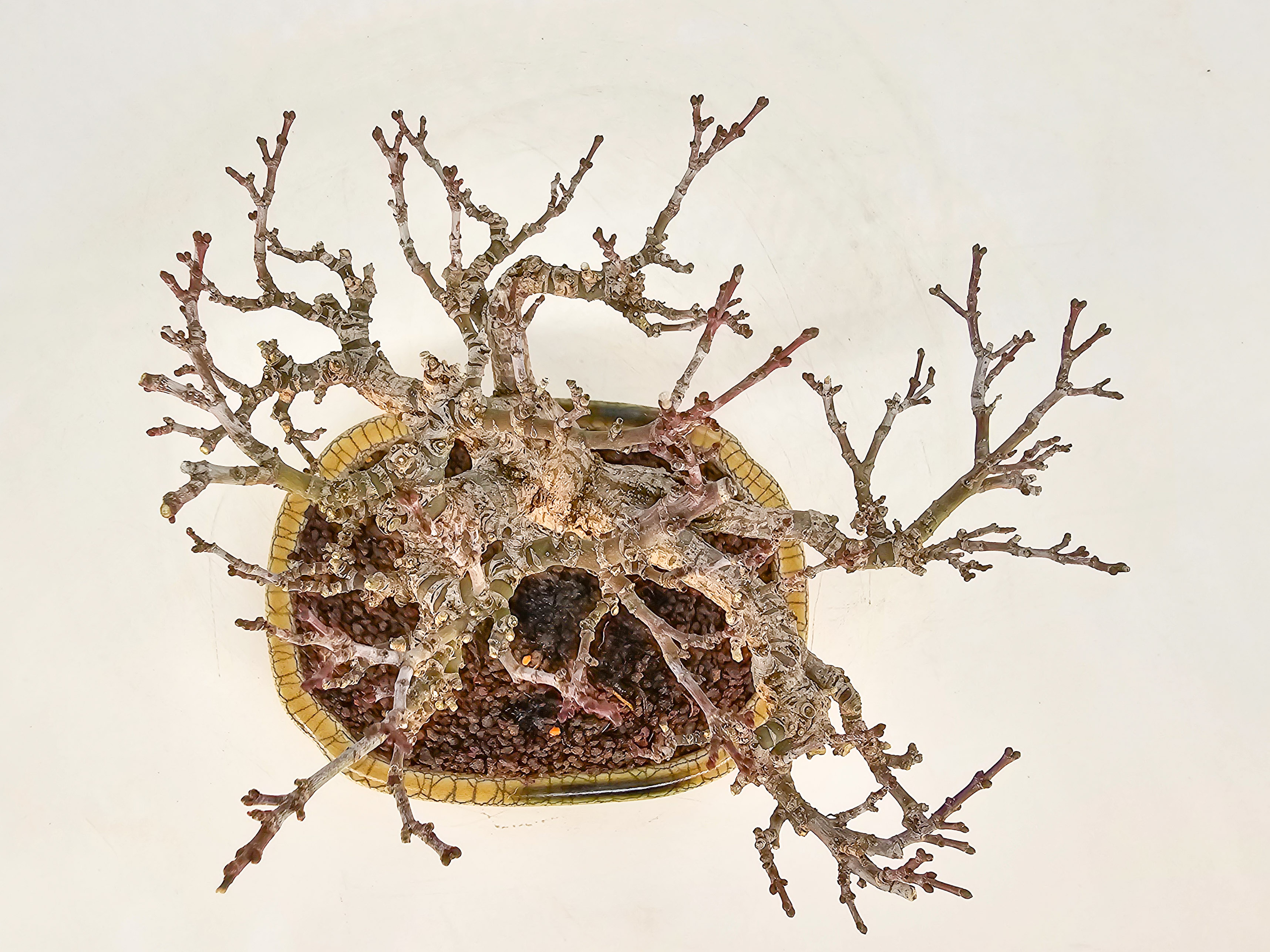Bonsai Premium Löwenkopfahorn- Acer palmatum Shishigashira Shohin 16cm Video!!