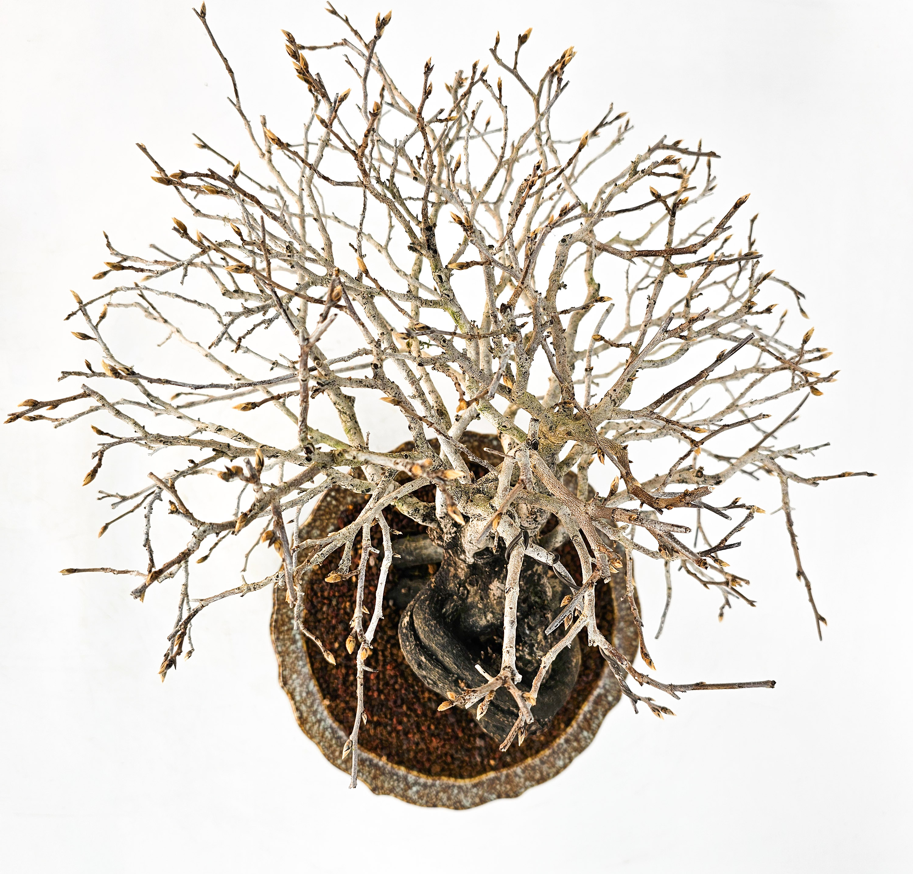 Bonsai Diospyros kaki Kakipflaume 23,5cm - Video!!