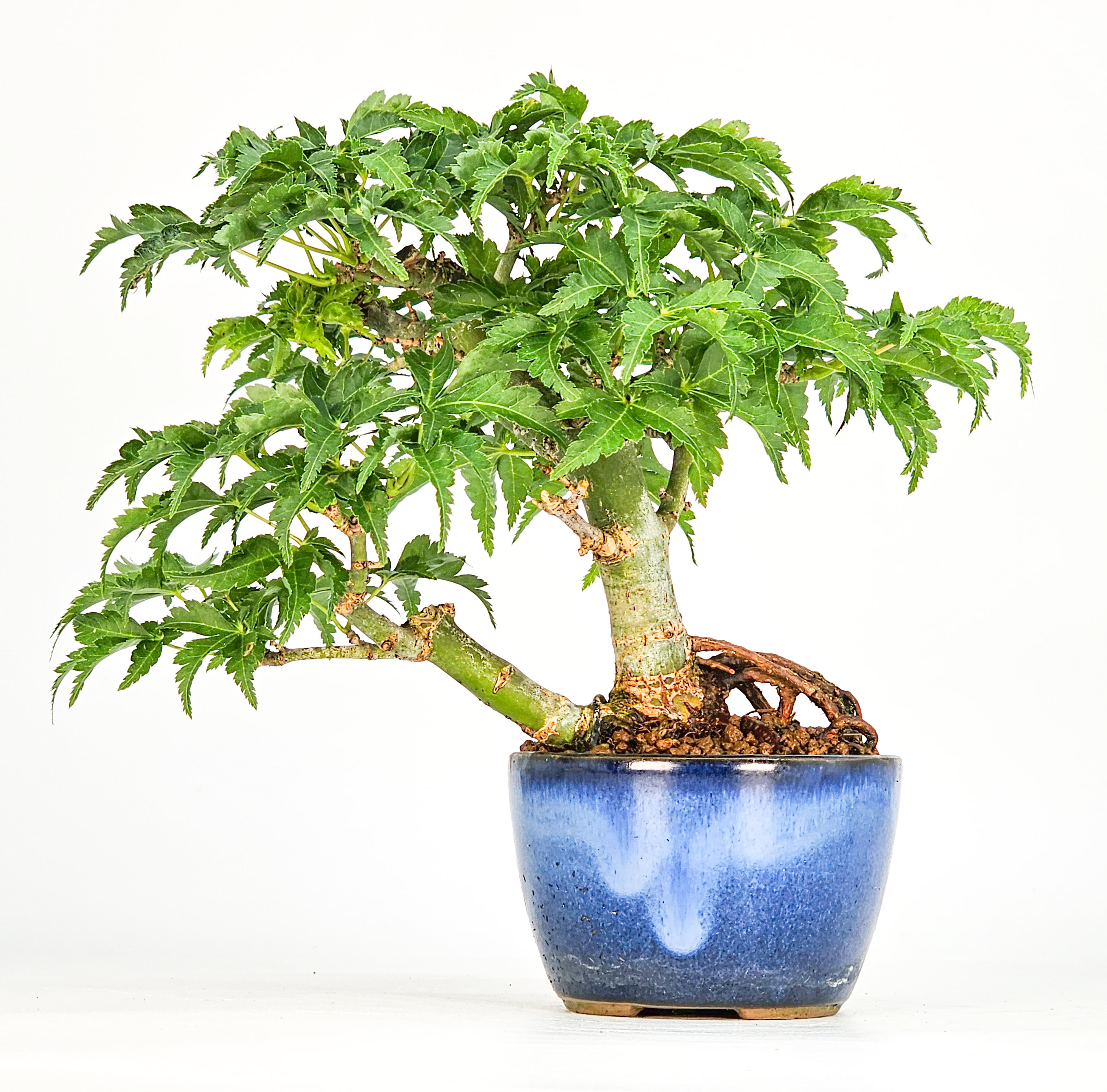 Bonsai Löwenkopfahorn- Acer palmatum Shishigashira Shohin 13cm