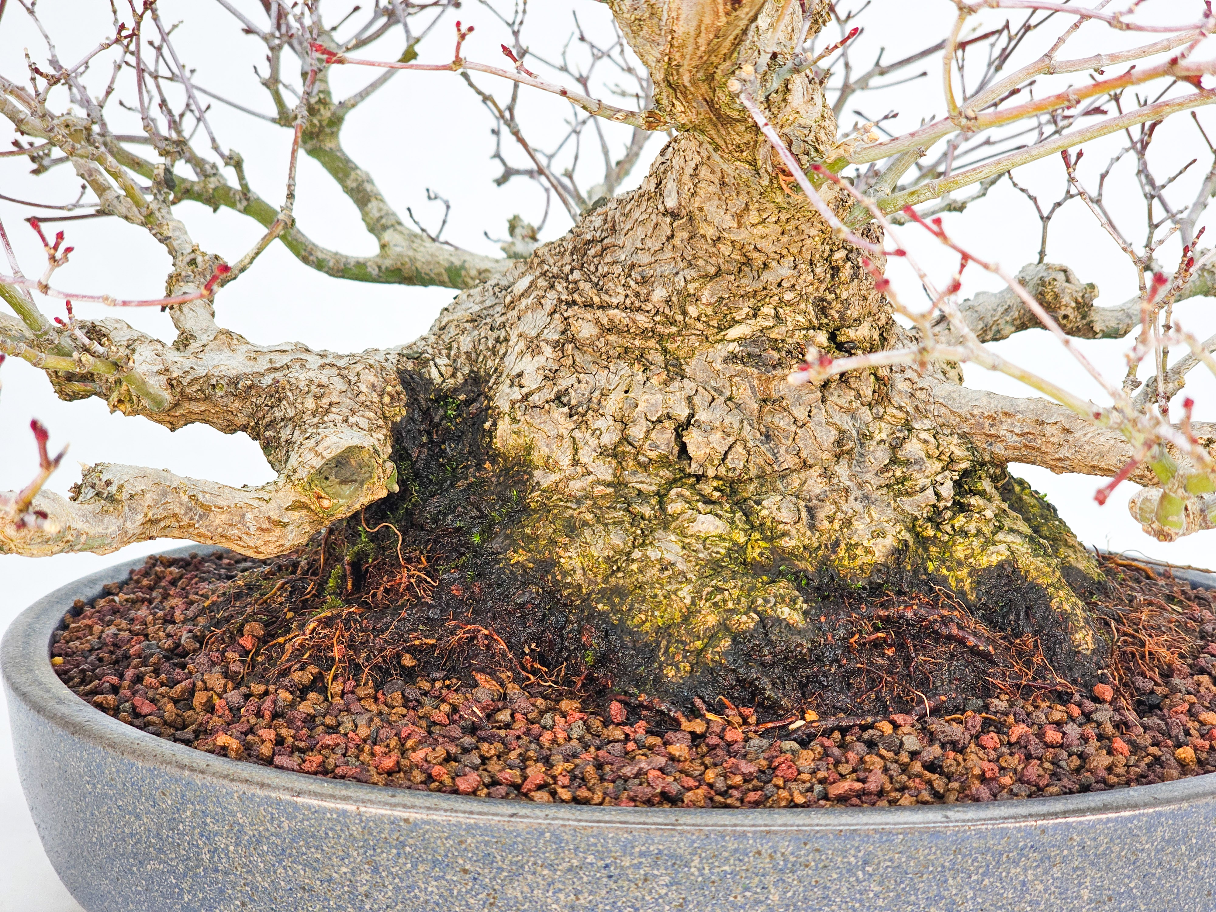 Bonsai Premium  Fächerahorn - Acer palmatum Shohin 25cm
