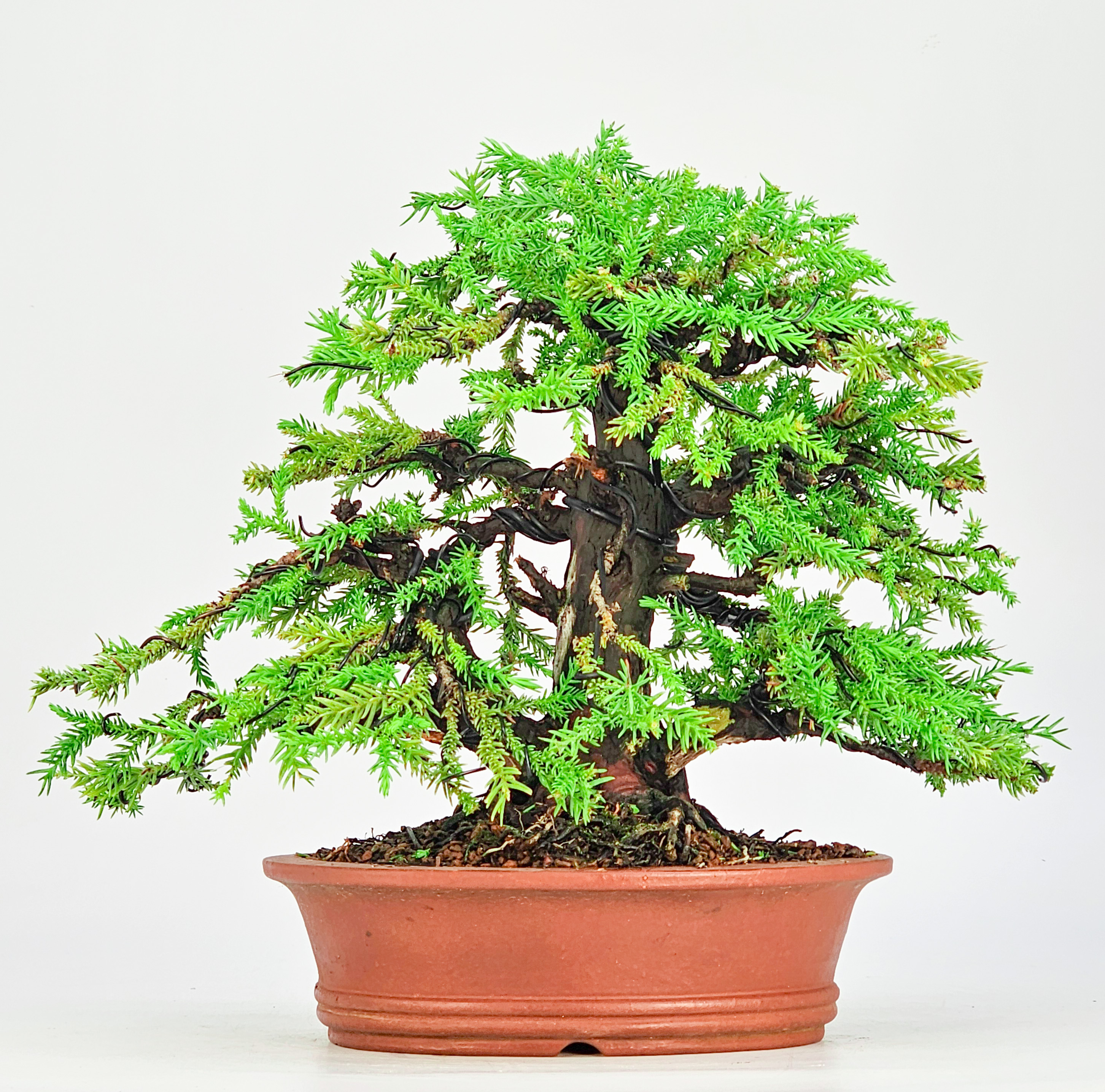 Bonsai Sicheltanne Cryptomeria Japonica 21cm