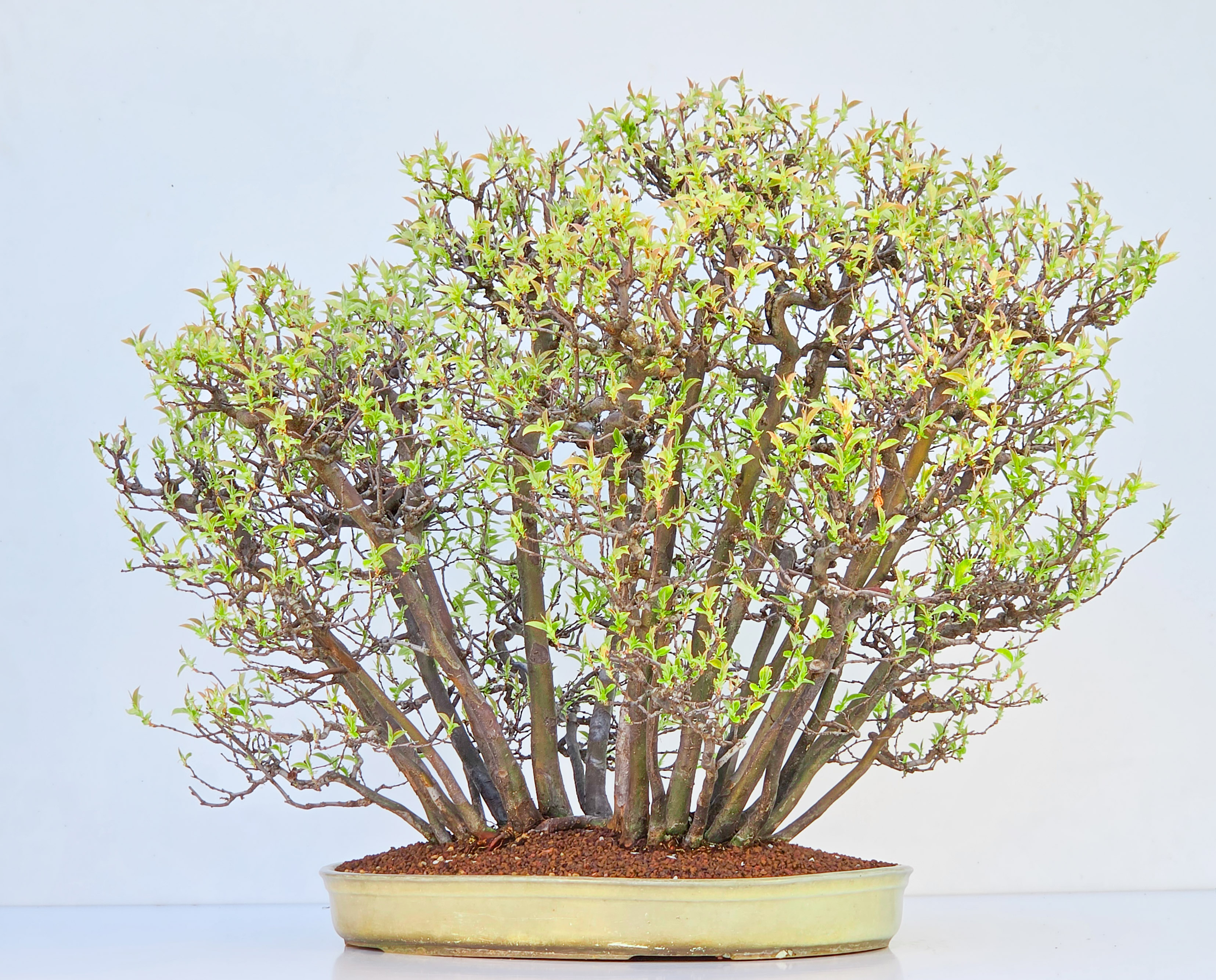 Bonsai Quitte - Pseudocydonia sinensis Wald 61cm Video!!