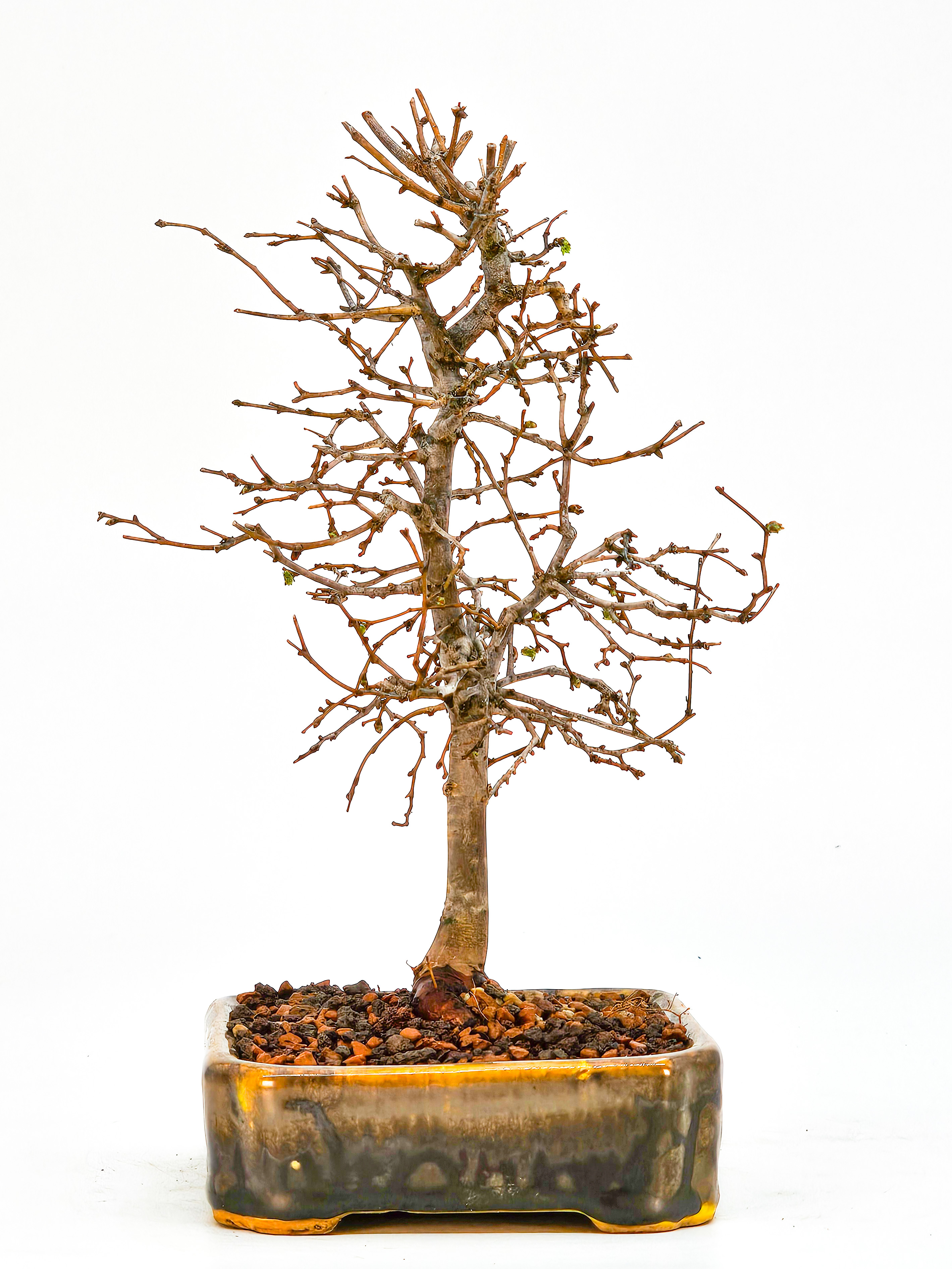 Bonsai Zelkova serrata Shohin 17cm 
