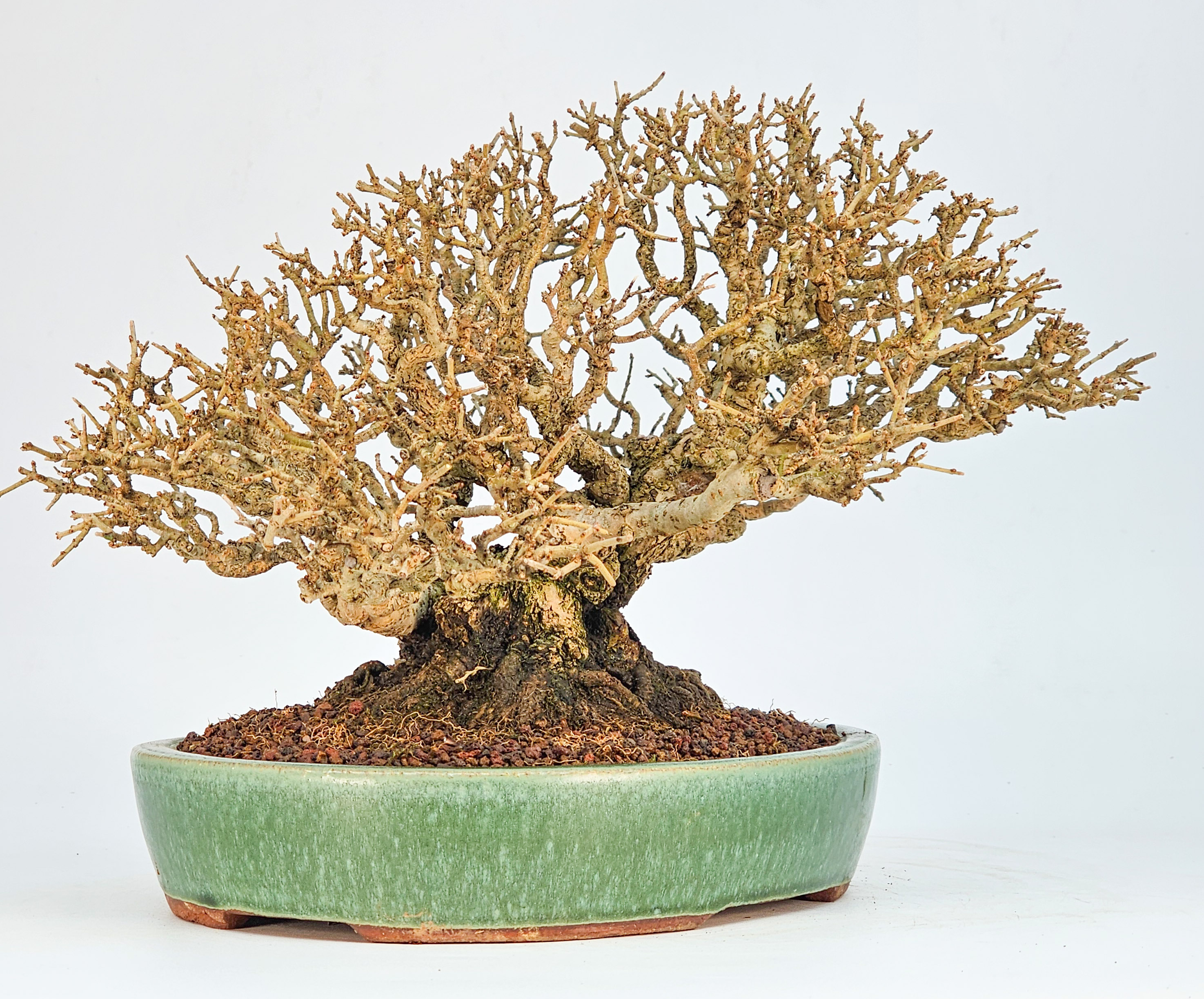 Bonsai Premium Japanischer Liguster - Ligustrum japonicum Shohin 18cm 