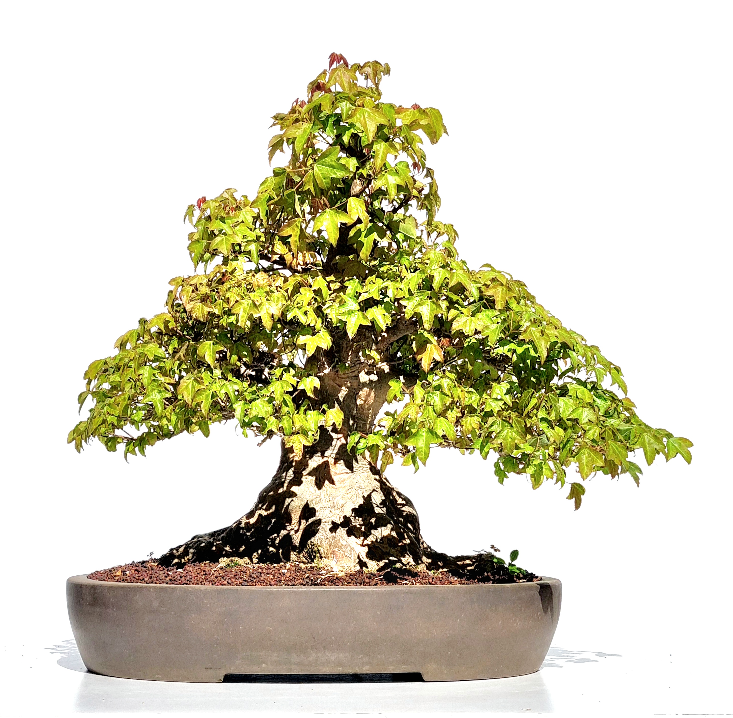 Bonsai Dreispitzahorn - Acer buergerianum 44 cm