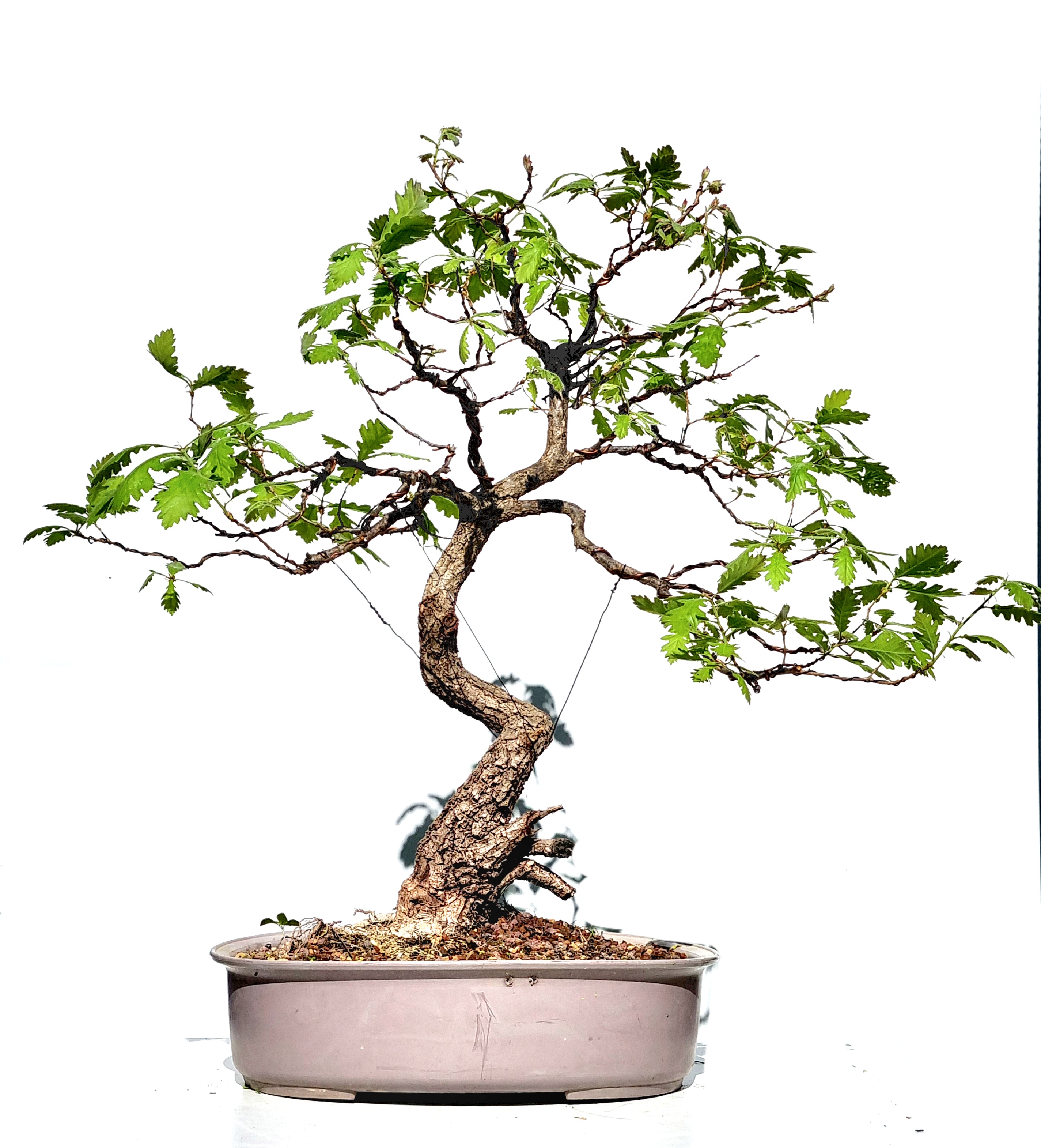 Bonsai Flaumeiche - Quercus pubescens 75cm 