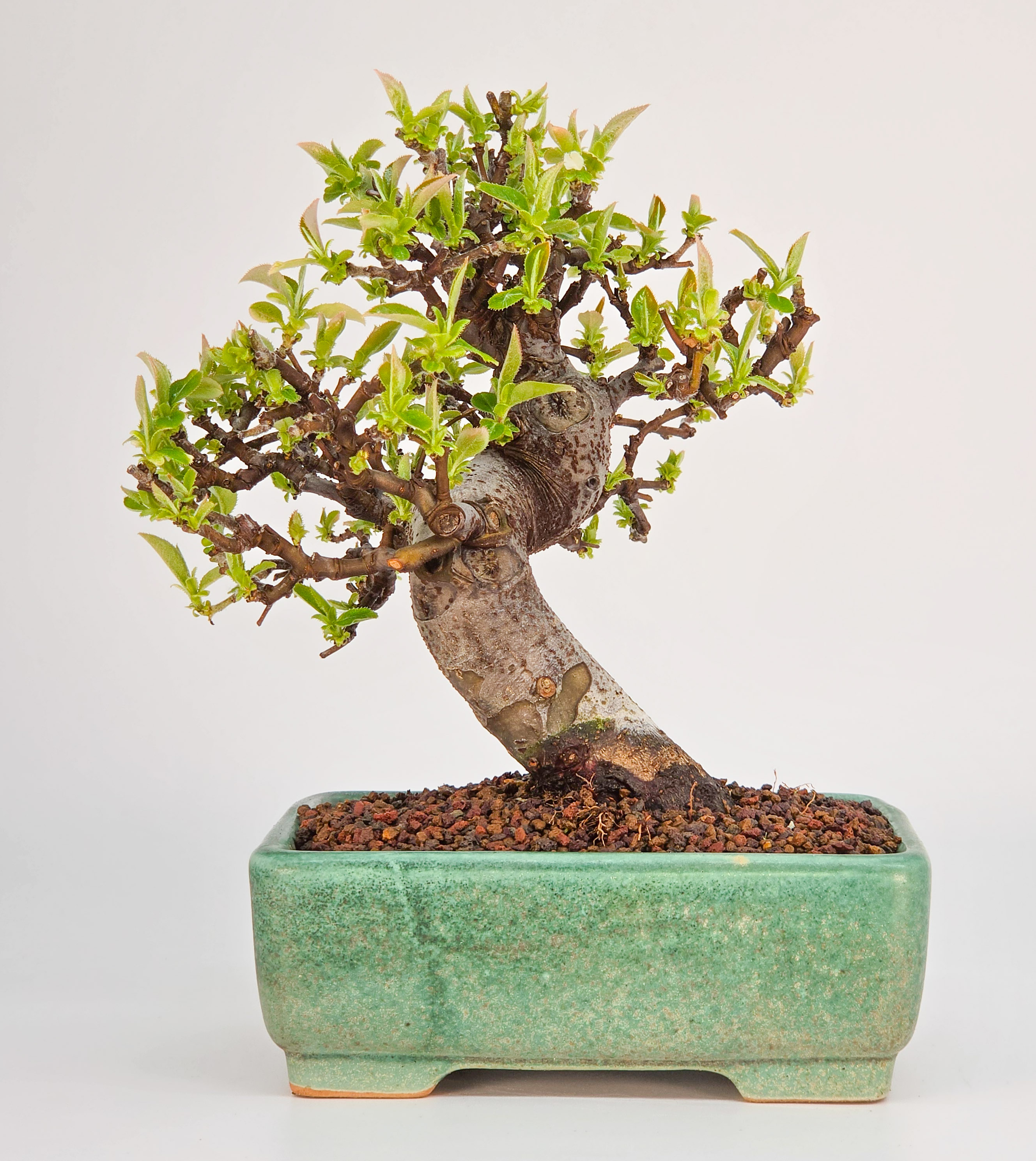 Bonsai Quitte - Pseudocydonia sinensis Shohin 13cm