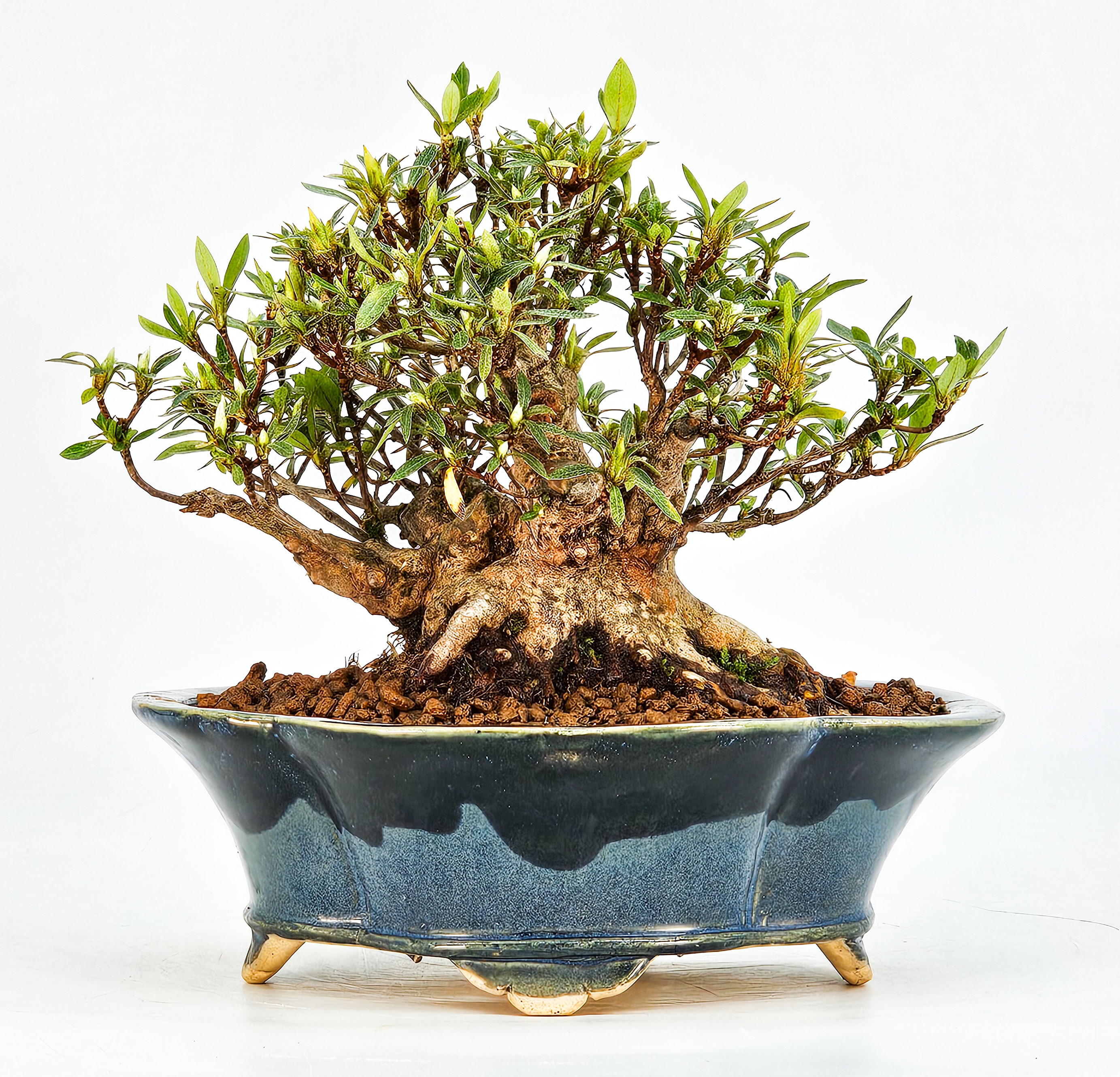 Bonsai Azalee Rhododendron indicum - Hakurin - Shohin 11cm